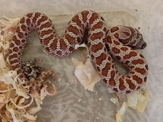 Heterodoni NZ 26