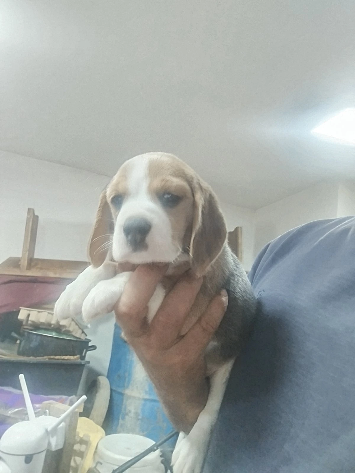 Beagle – krásná štěňata