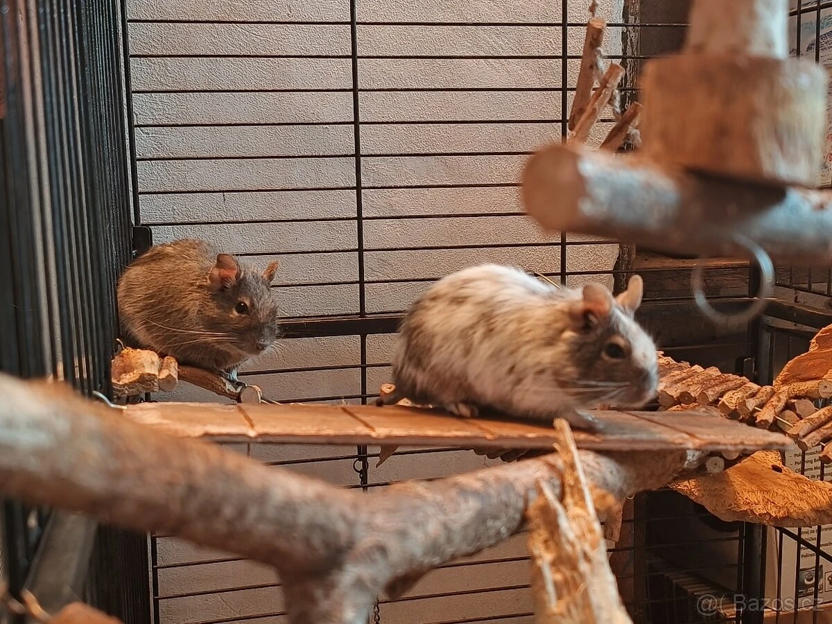 Osmák degu - 2 samičky