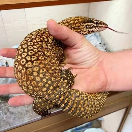 Koupím Varanus acanthurus