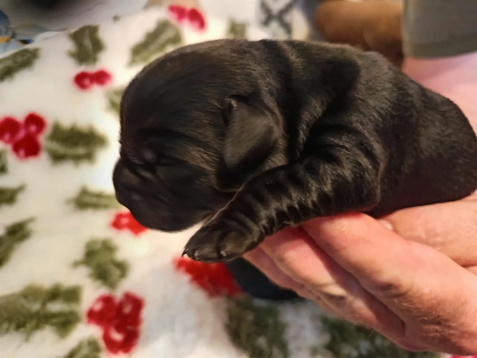Nabídka štěněte labradorského retrievera