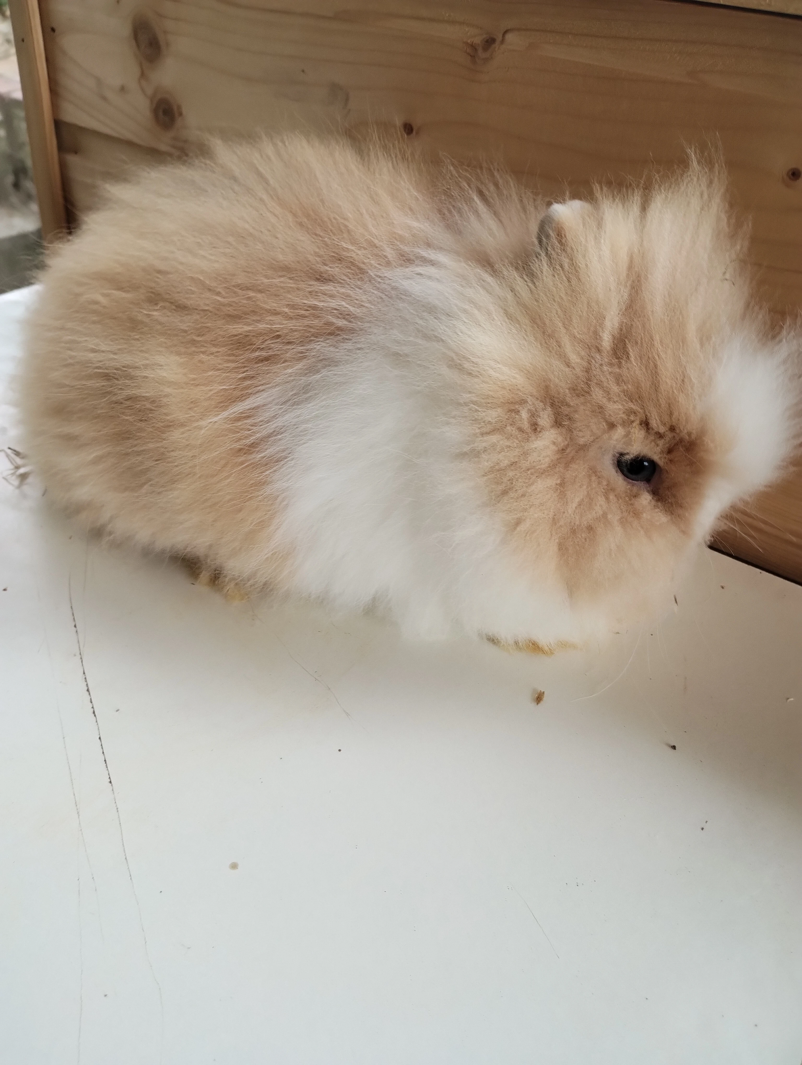 Prodám mláďata zakrslých Teddy králíčků