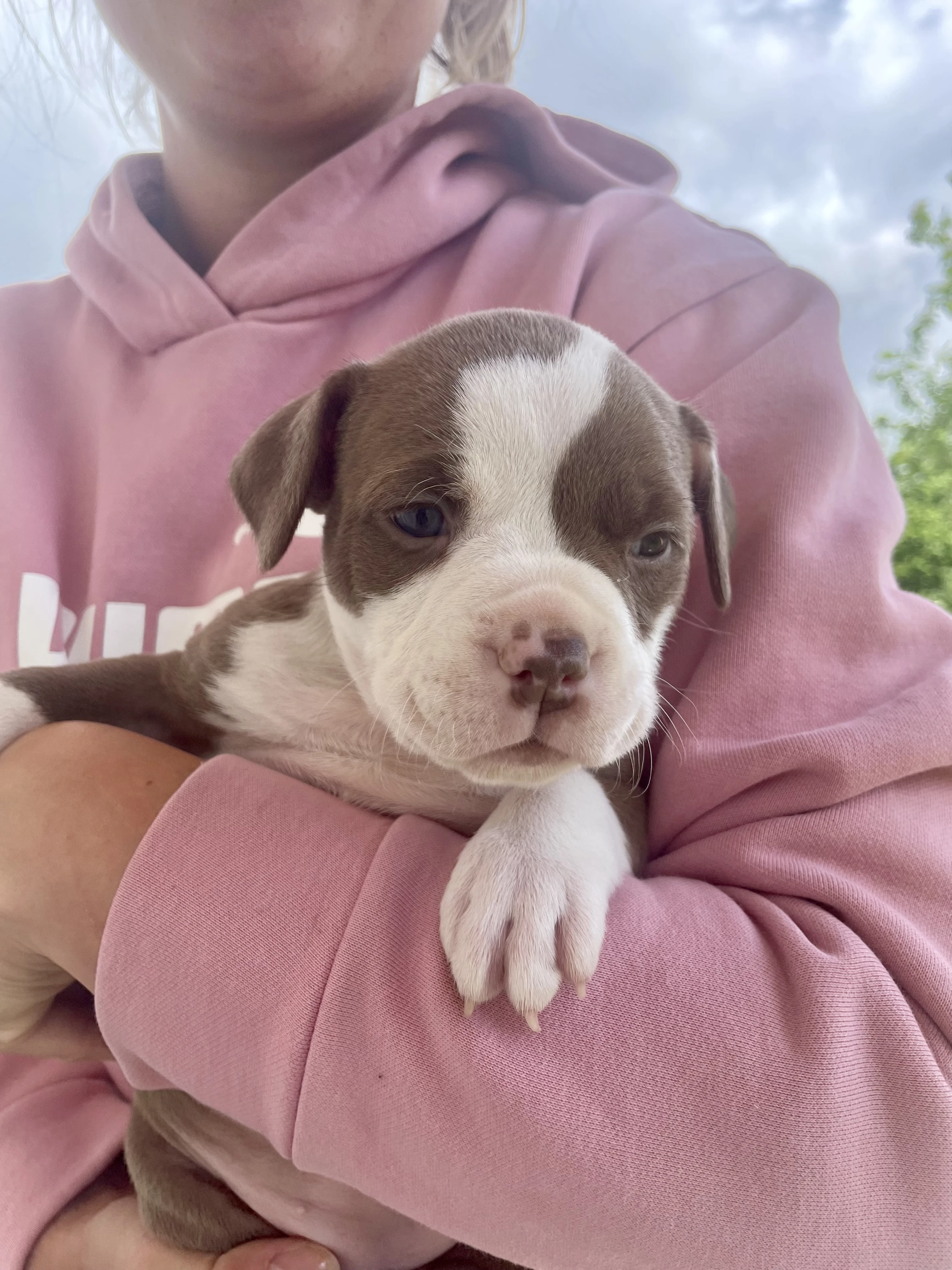 American Bully štěňata s abkc PP