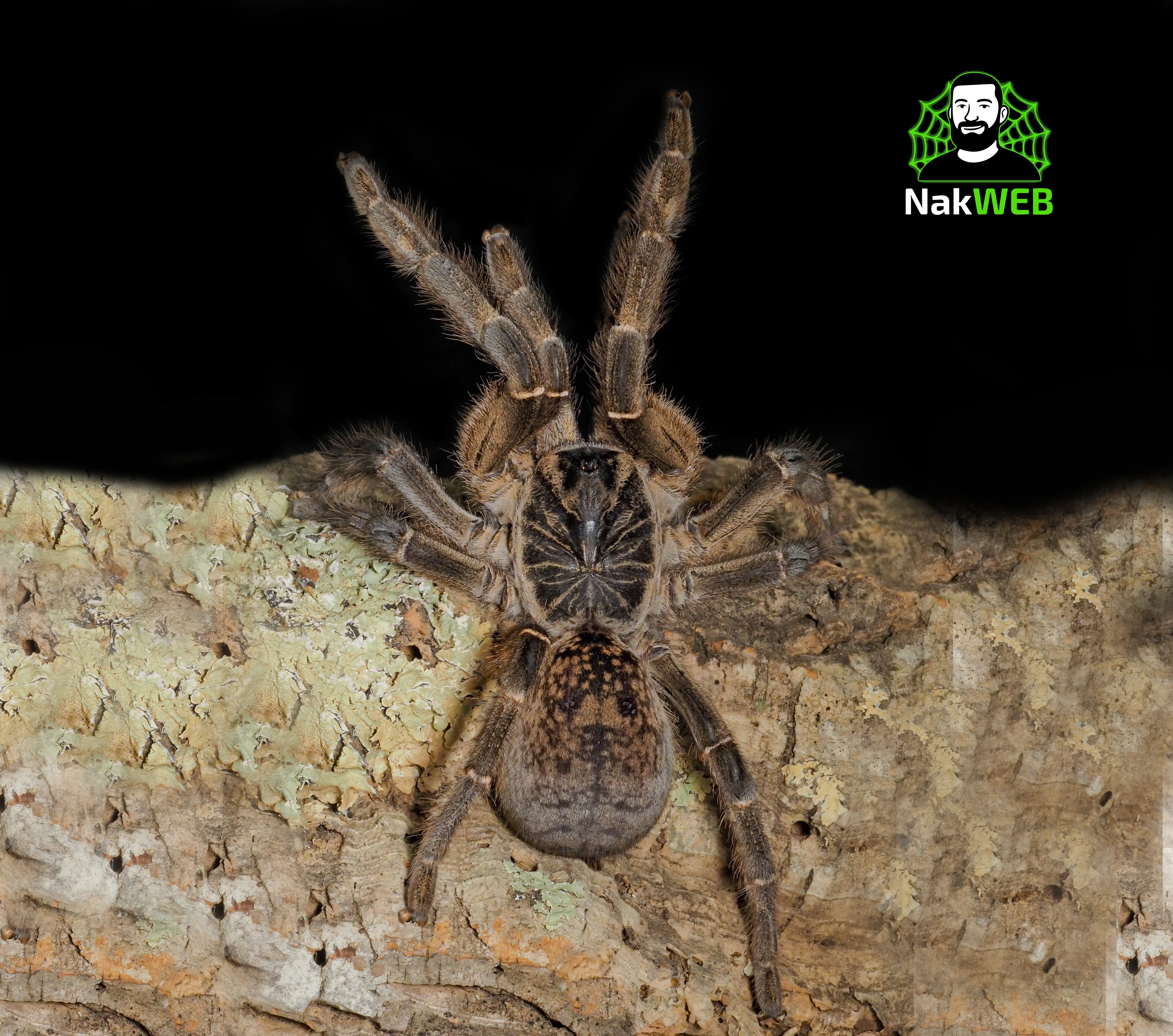 Ziva exotica Praha,Fauna Thry Ostrava