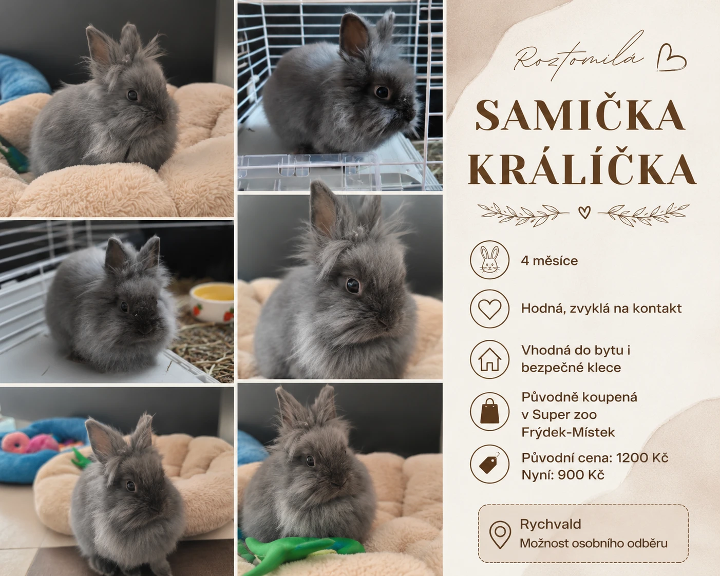 Zakrslý králík