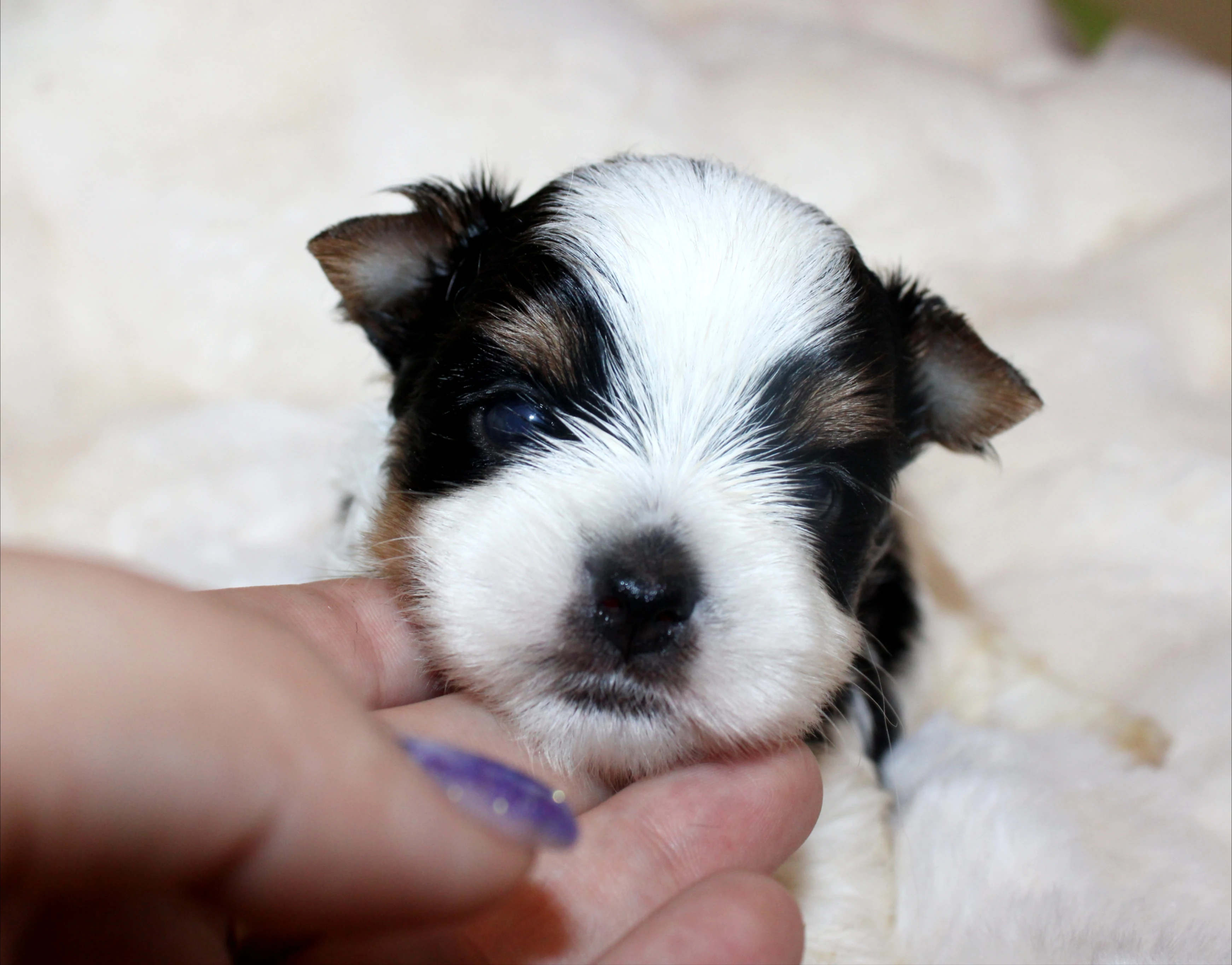 Biewer terrier s PP FCI