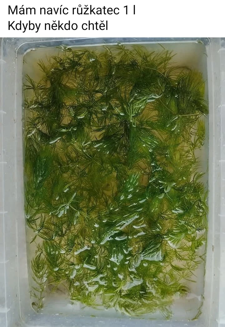 Prodám