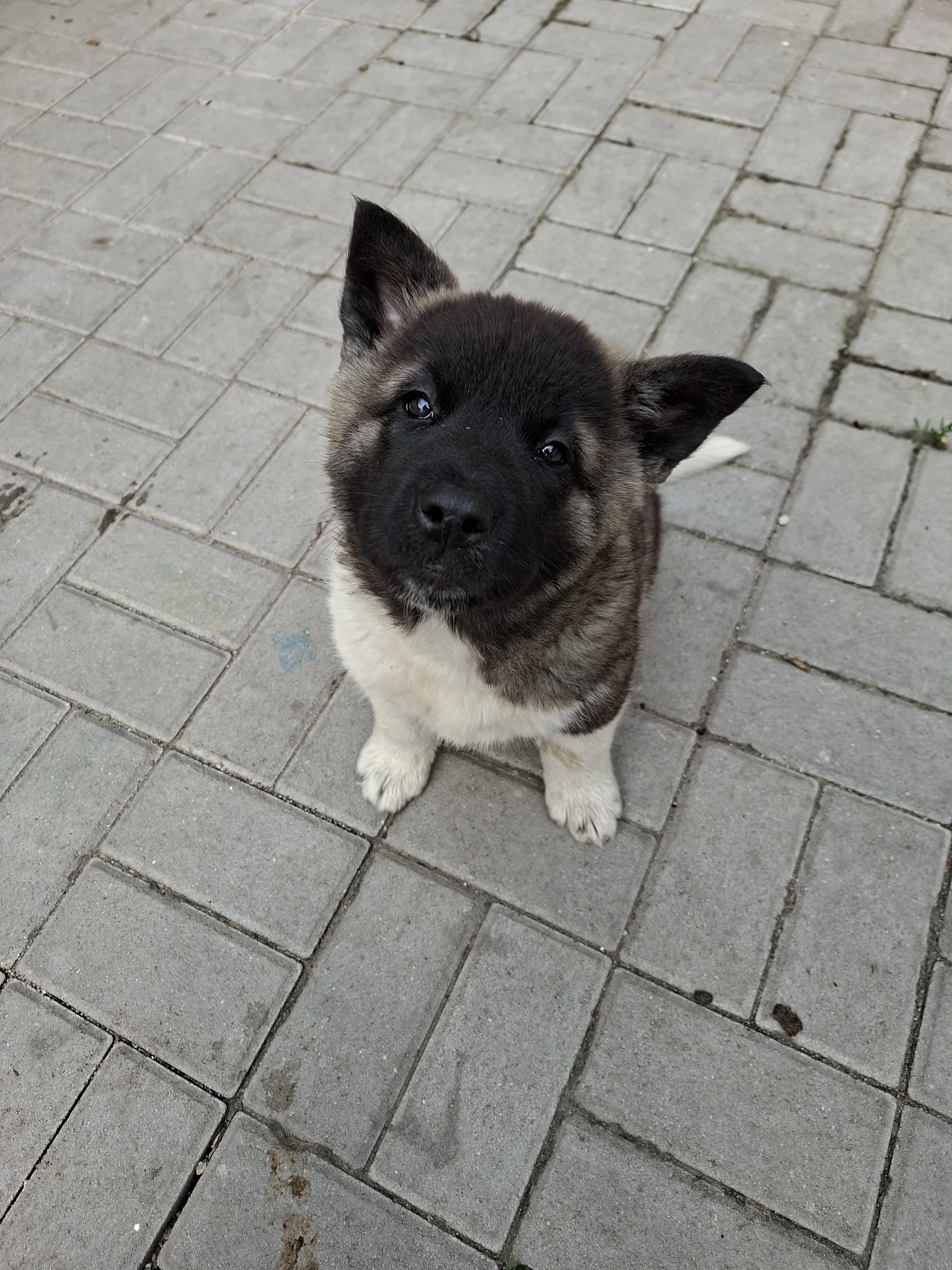 Americka akita