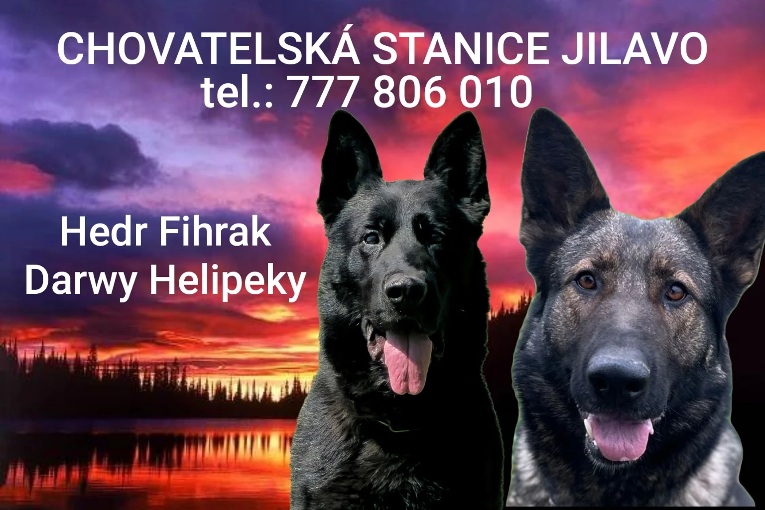 Prodám štěňata
