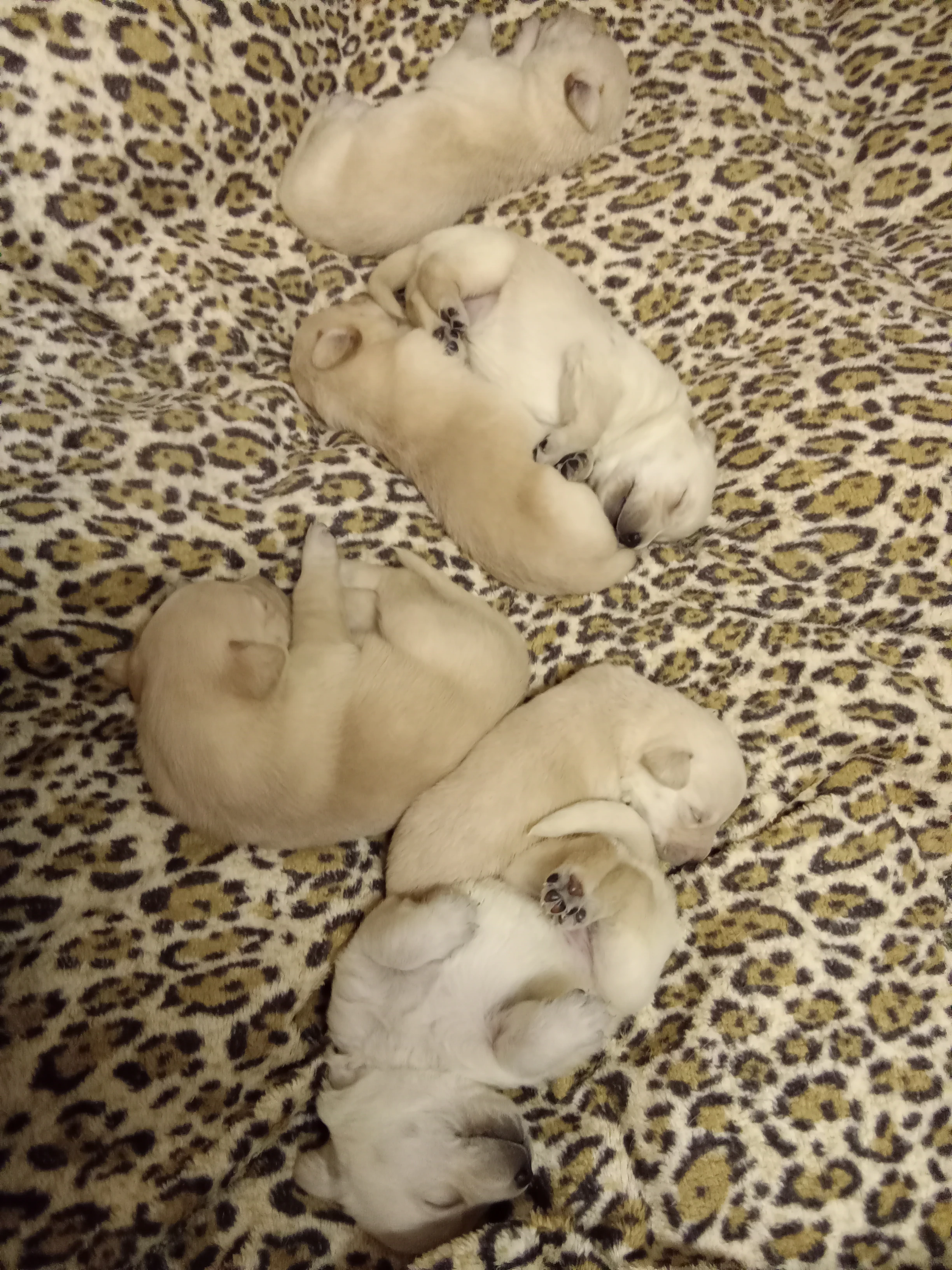 Štěňátka labradorského retrívra