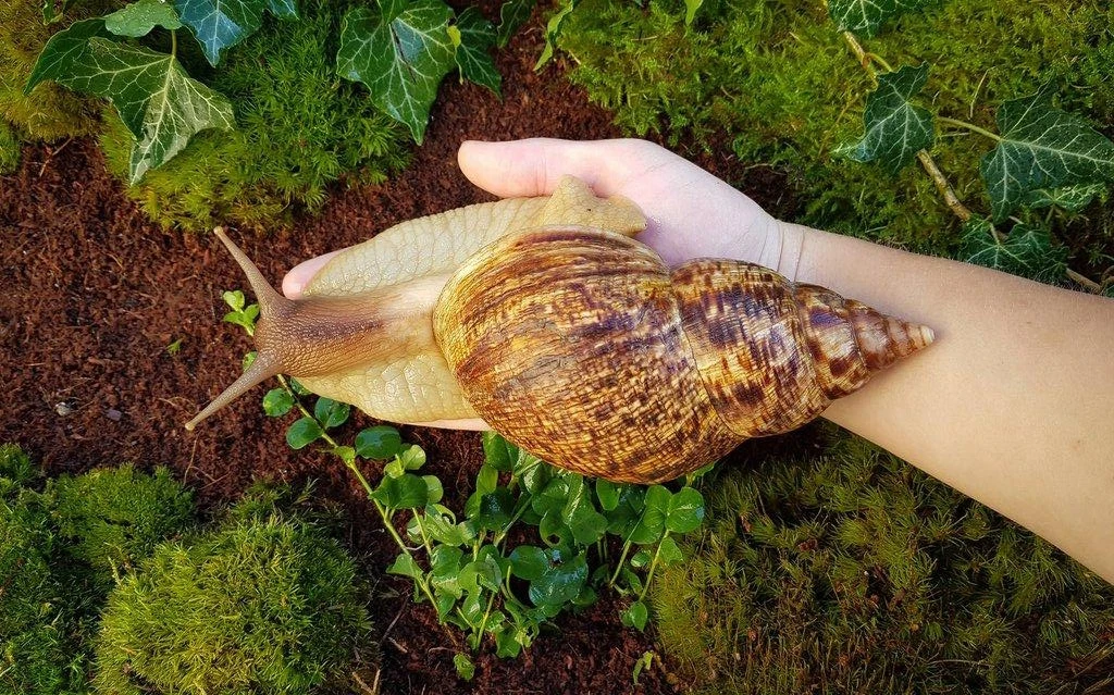 Africký šneci Lissachatina reticulata classic