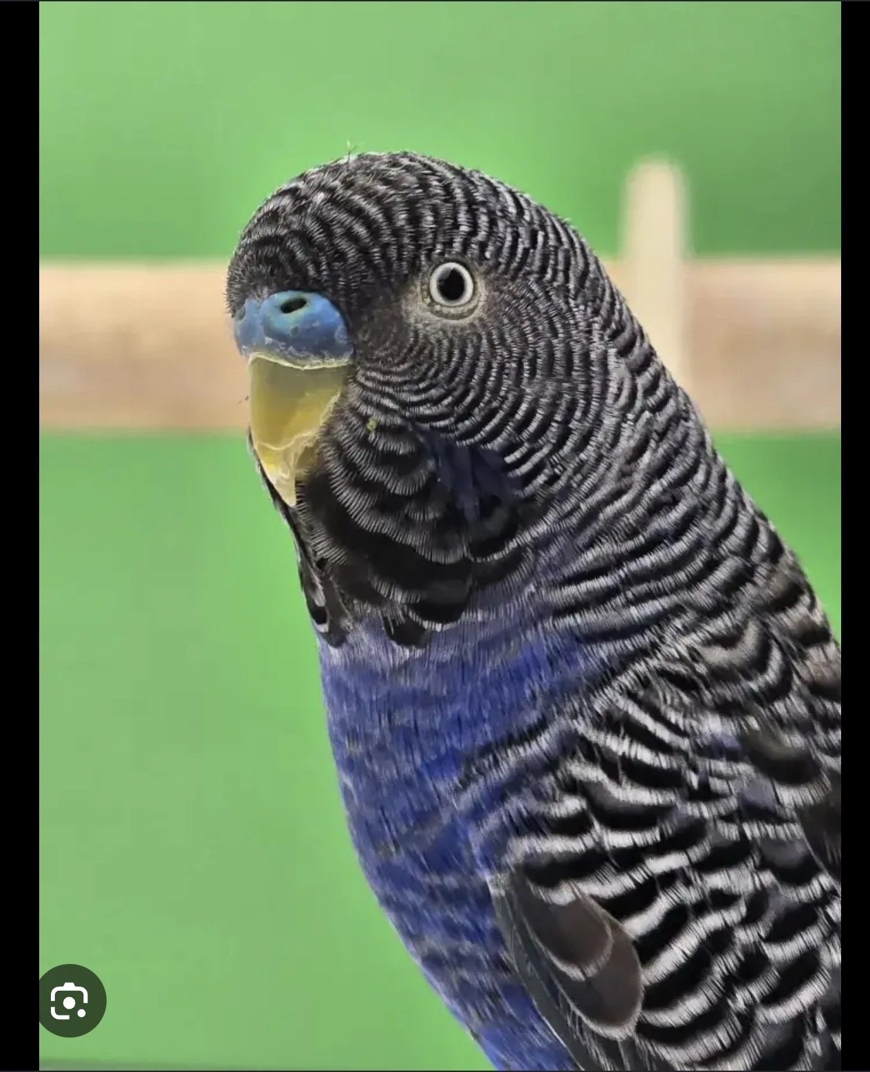 Andulka Blackwing Blackface modrá