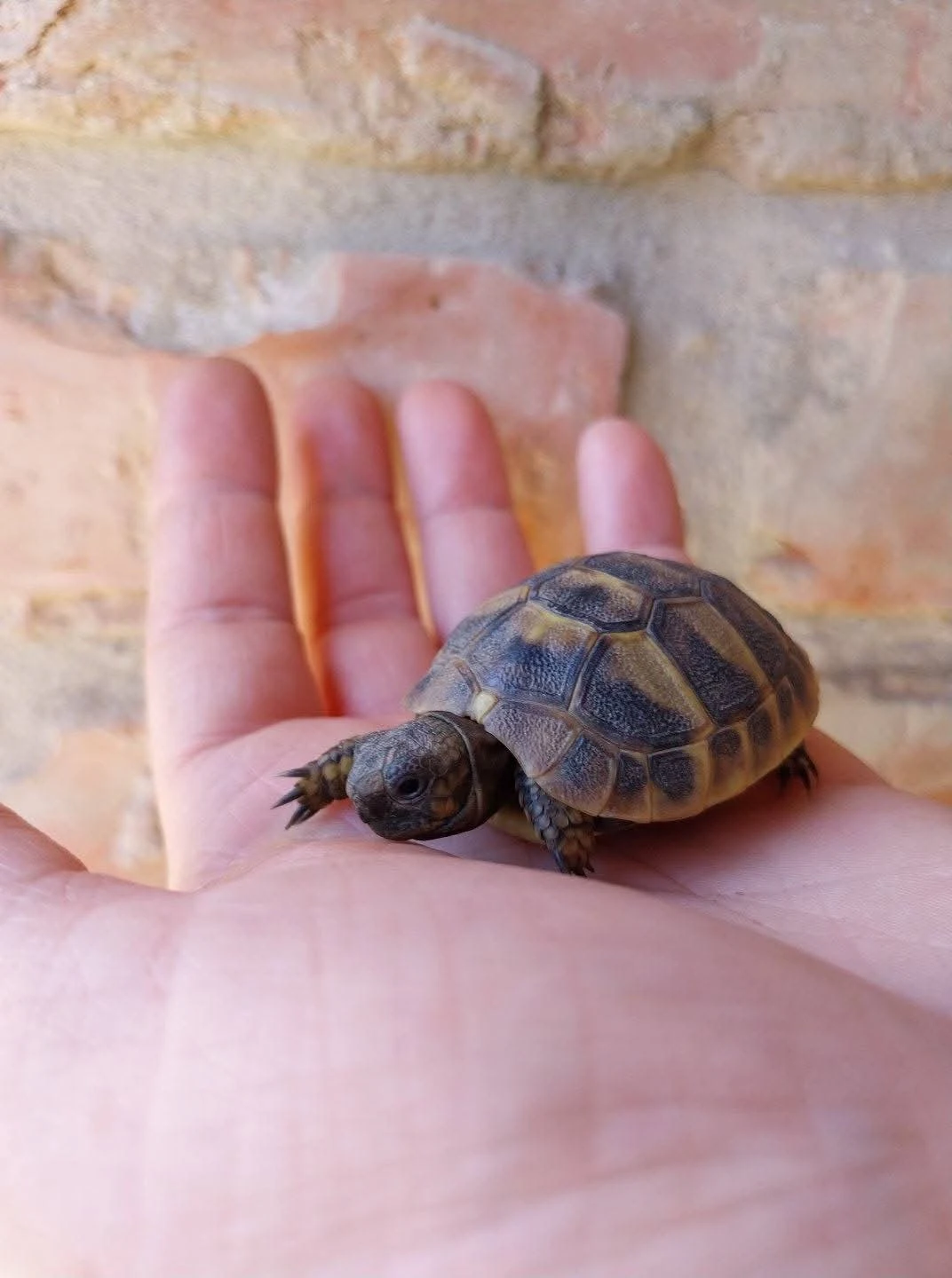 Suchozemská želva zelenavá, testudo hermanni