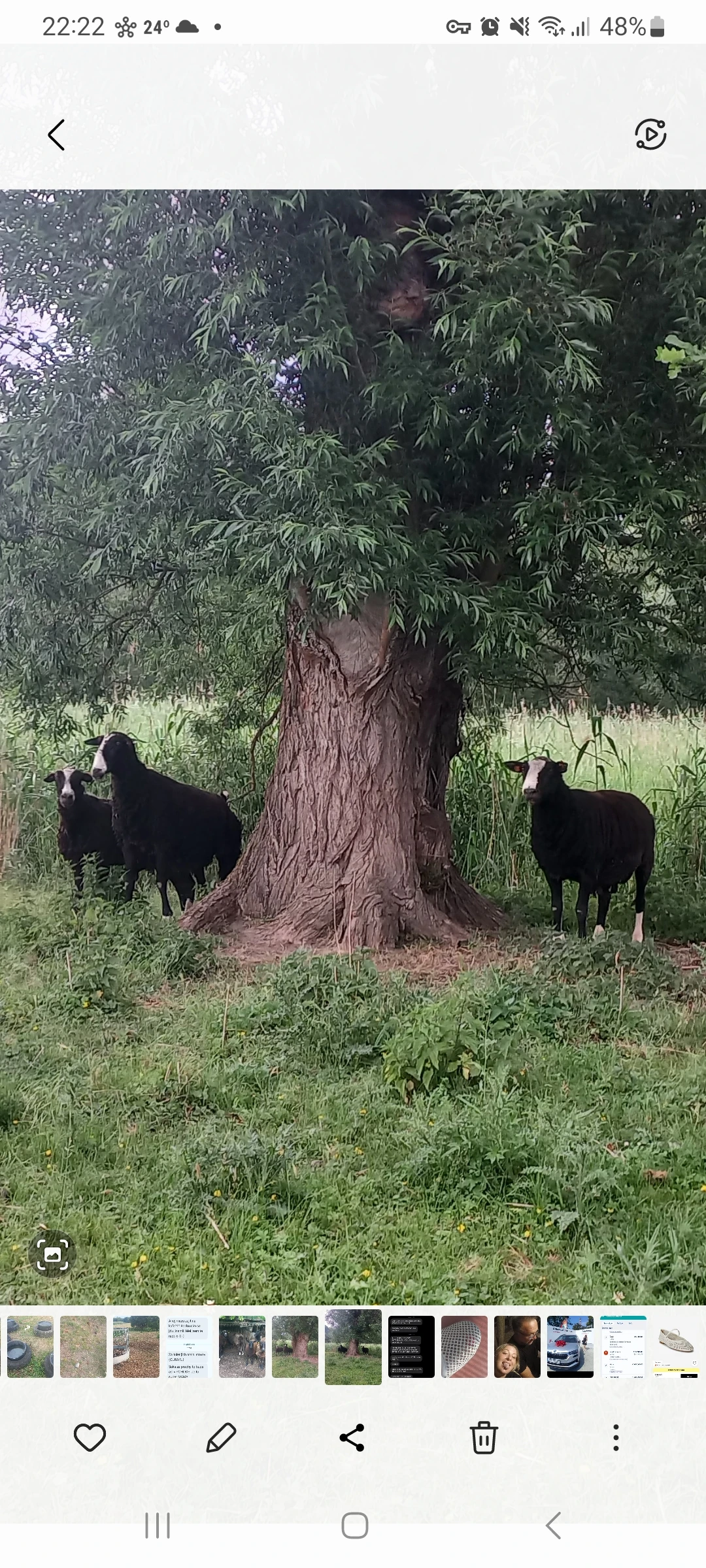 Stádo ovcí - 7 bahnic, 5 jehňat a 3 berani Zwartbles (POP)