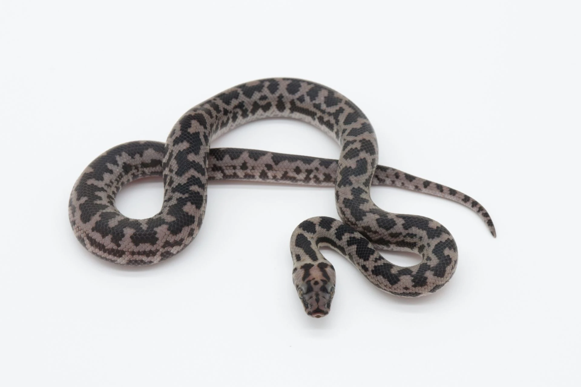 Antaresia maculosa