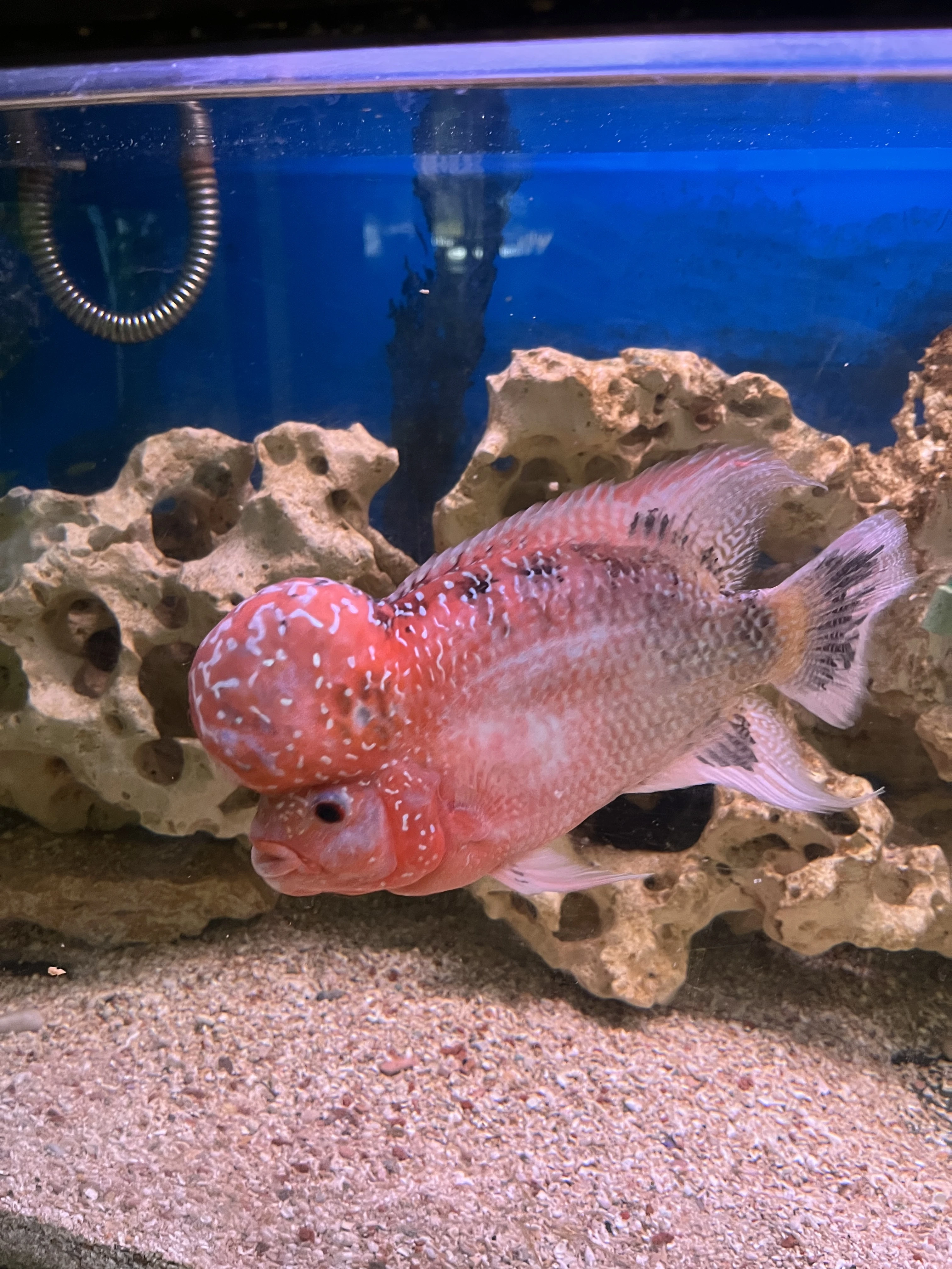 Flowerhorn Red Kamfa cca 5cm