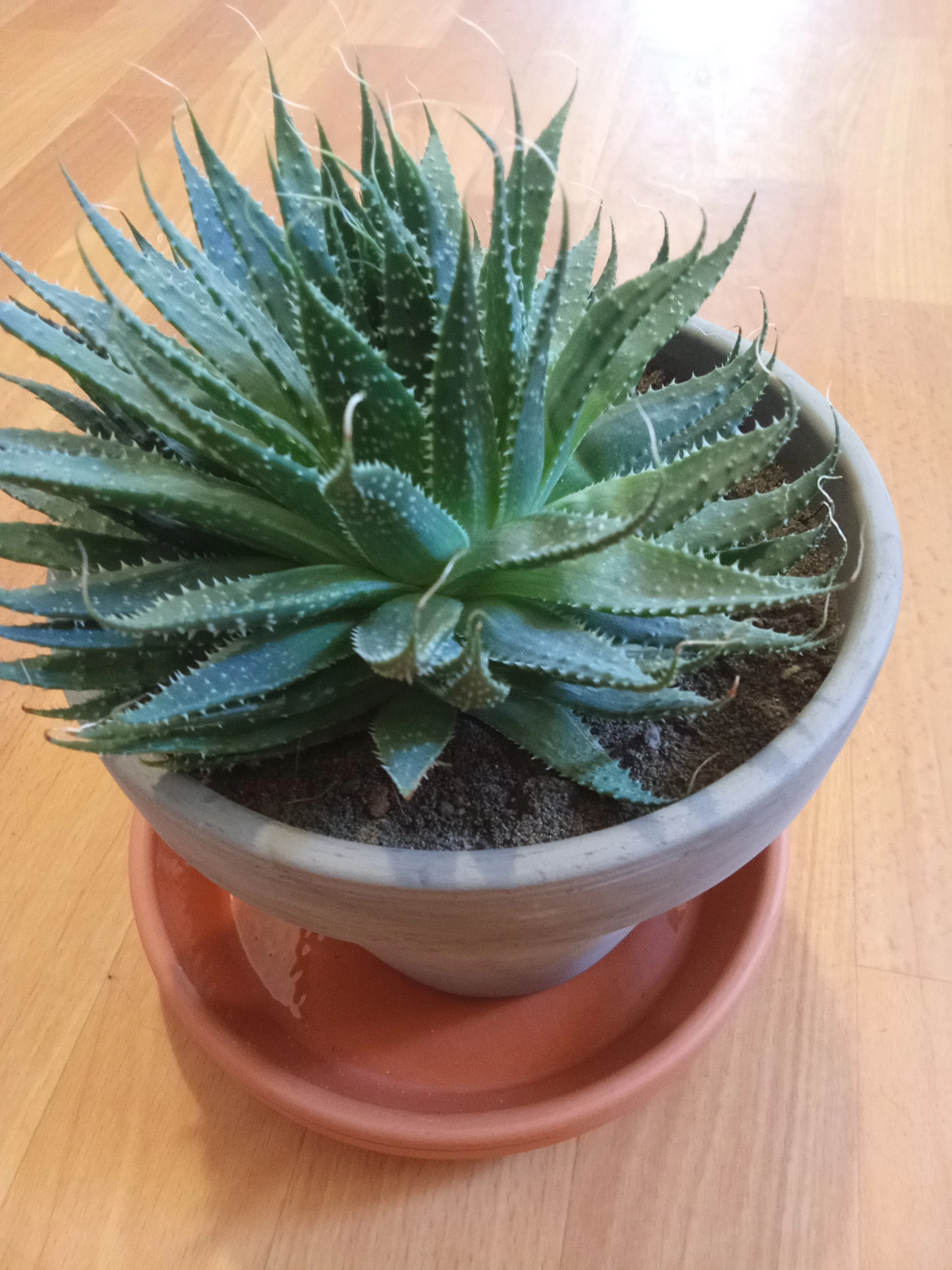 Aloe aristata