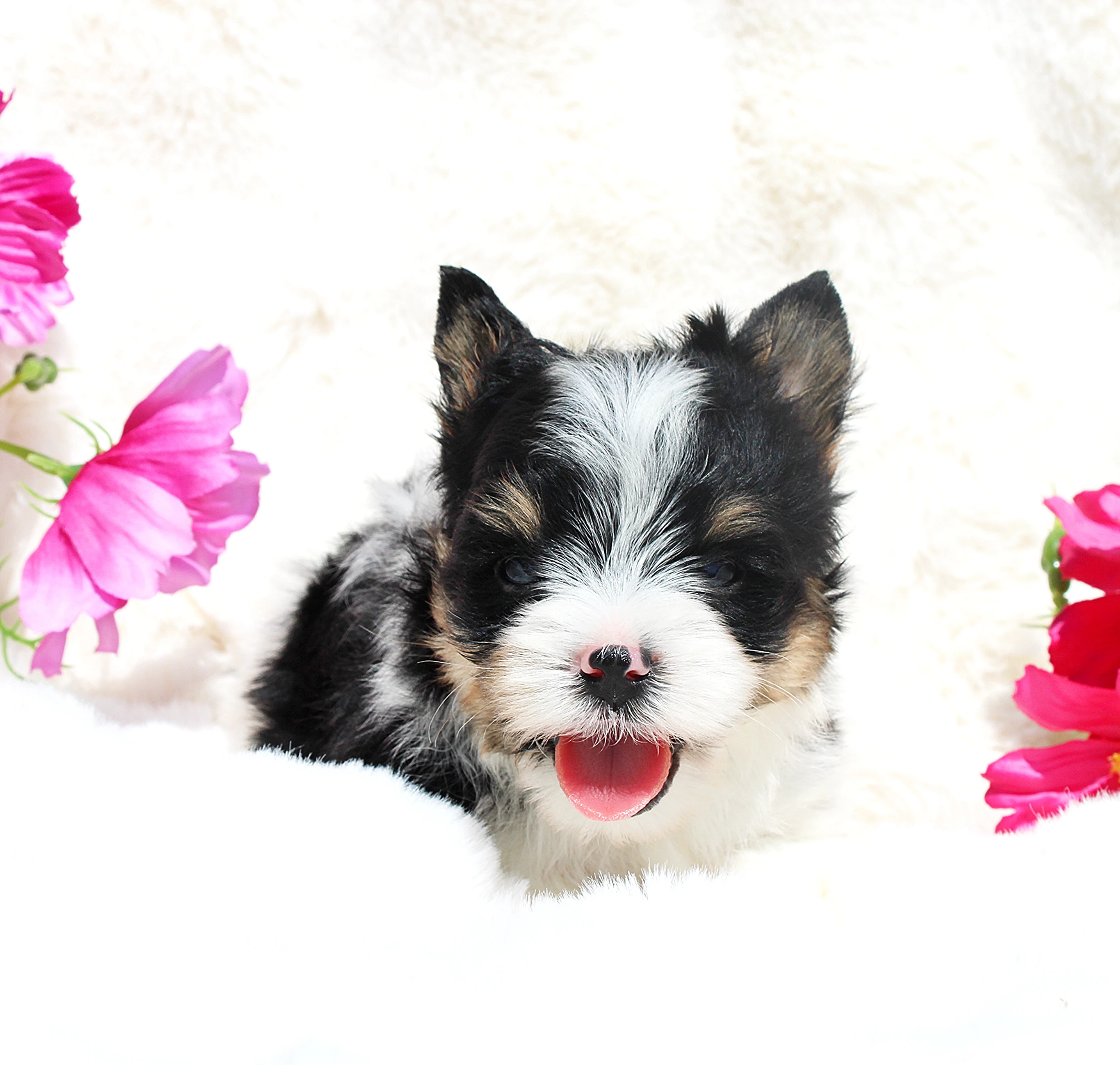 Biewer terrier s PP FCI