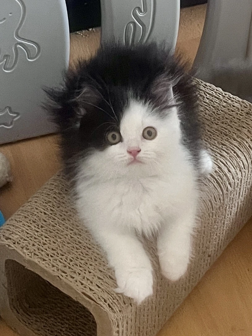 Britský dlouhosrstý kocourek - Bastien