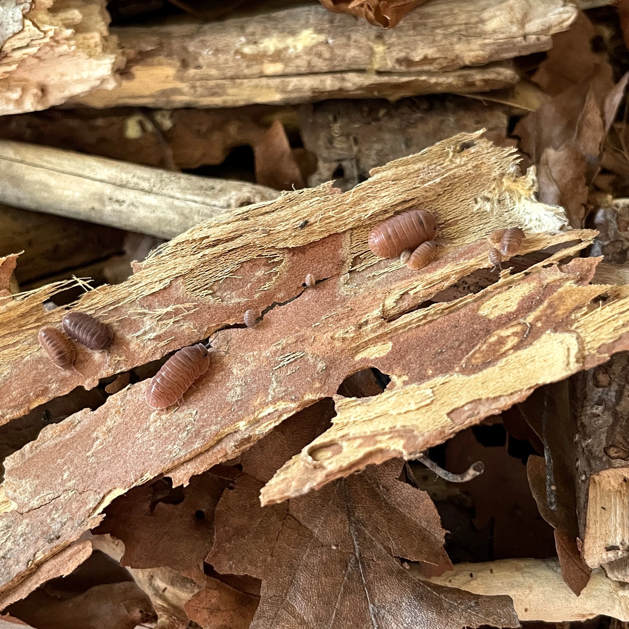 Isopodi Cubaris sp. "Salmon"