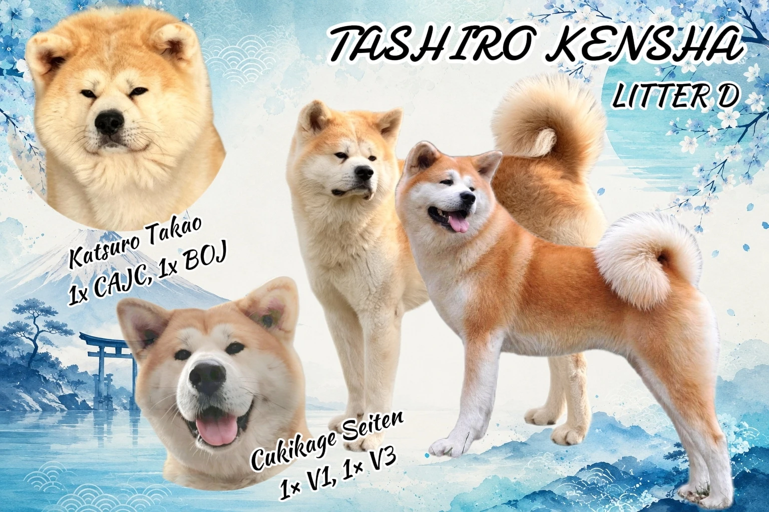 Červená štěňata Akita Inu s PP fci/čmku