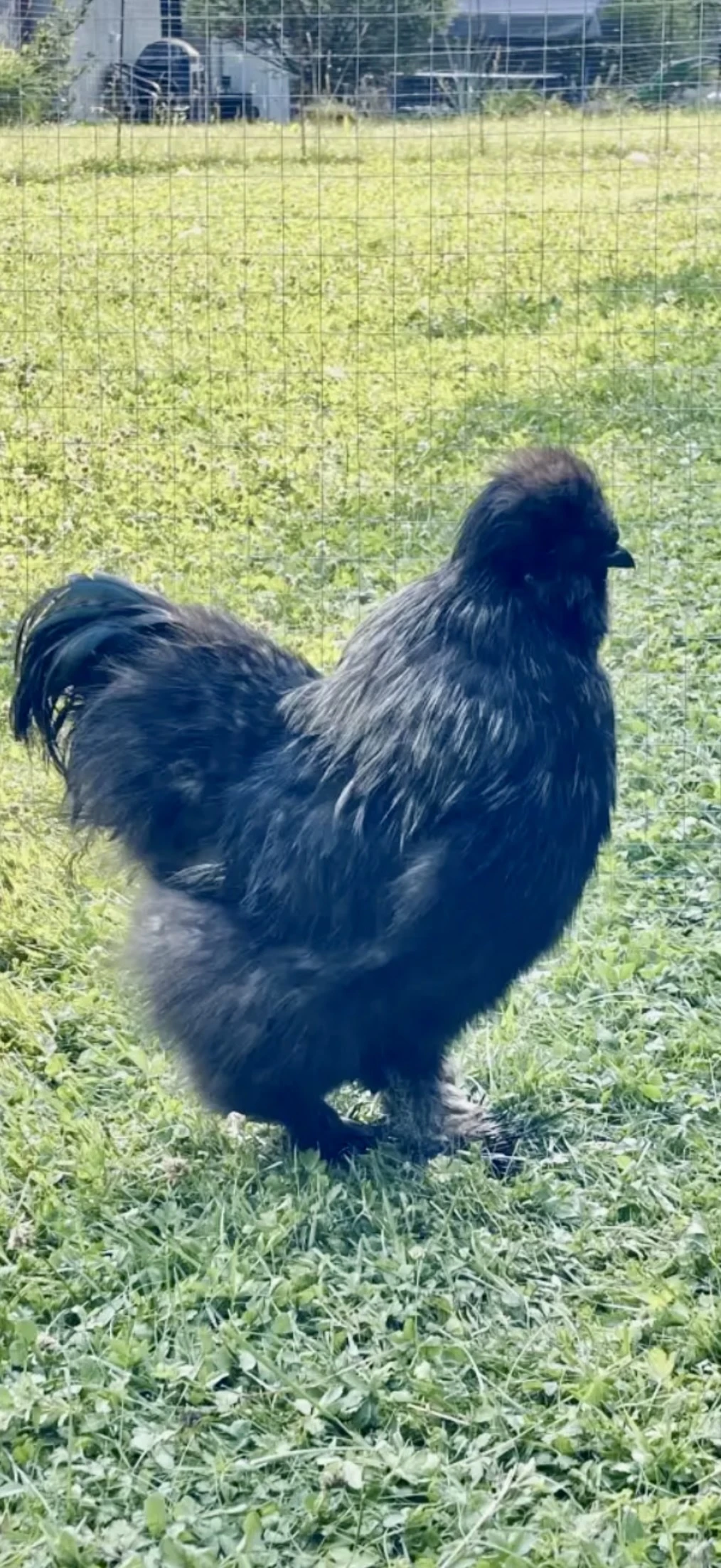 Kohoutek