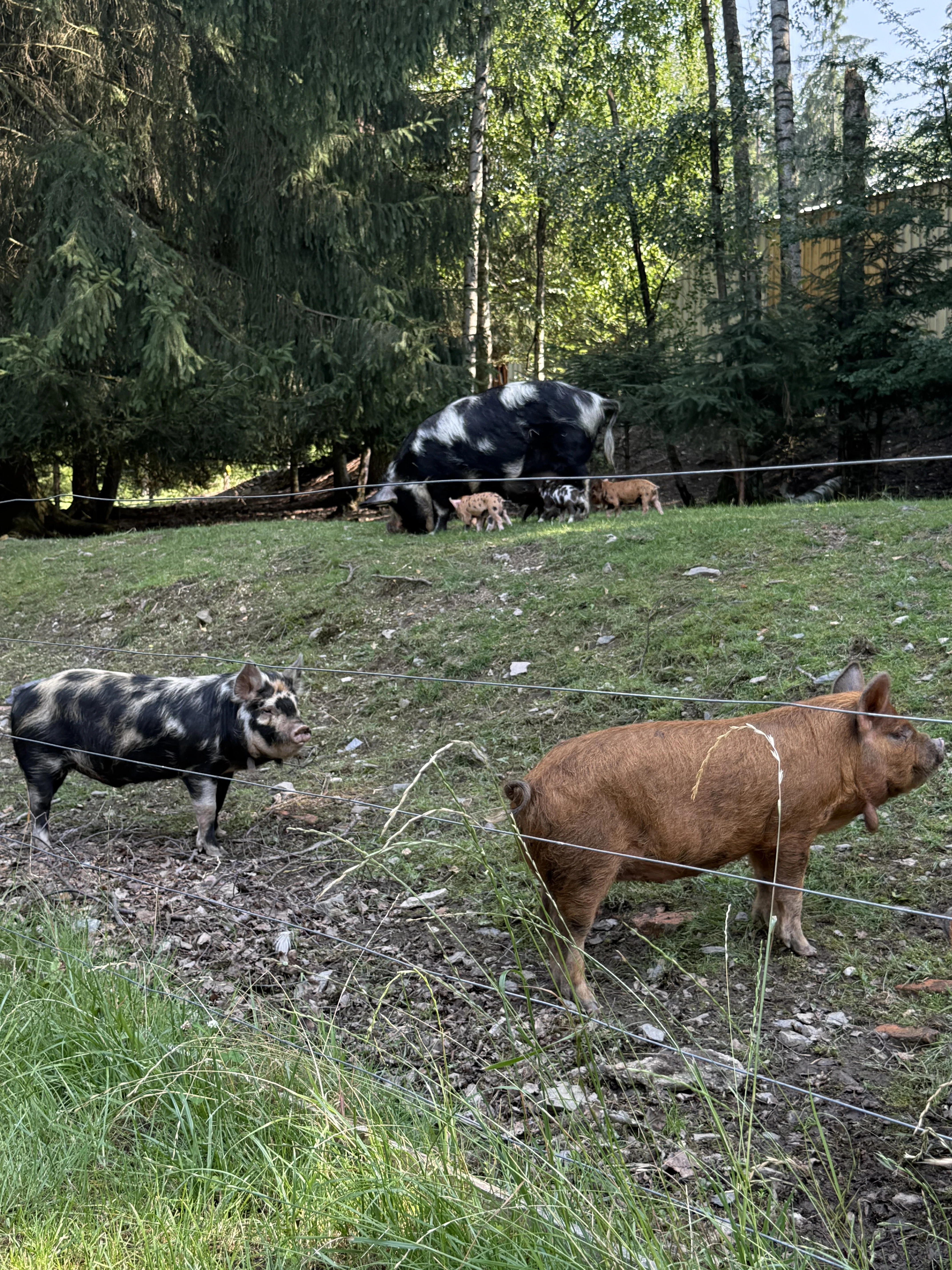 Prasátka kune kune