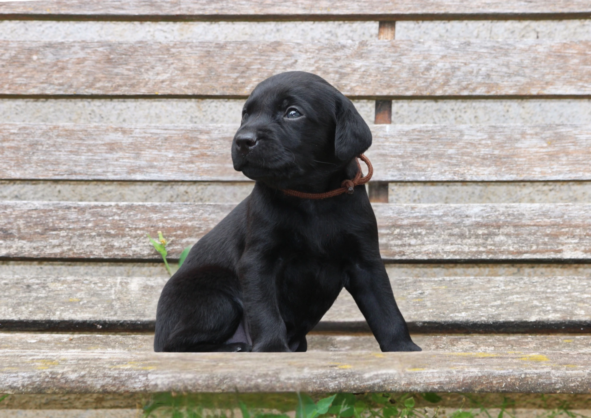 Labrador Retriever - Field Trial linie