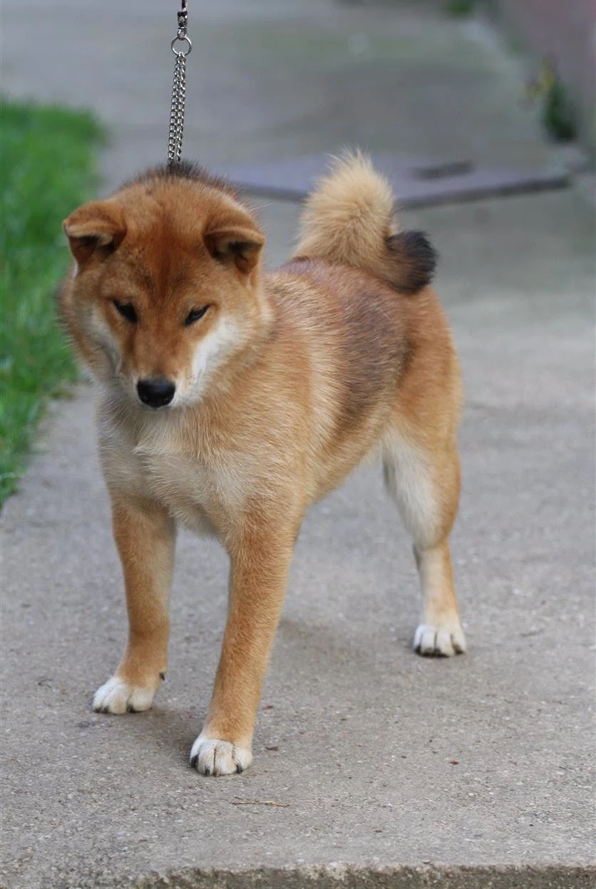 Shiba Inu s PP FCI