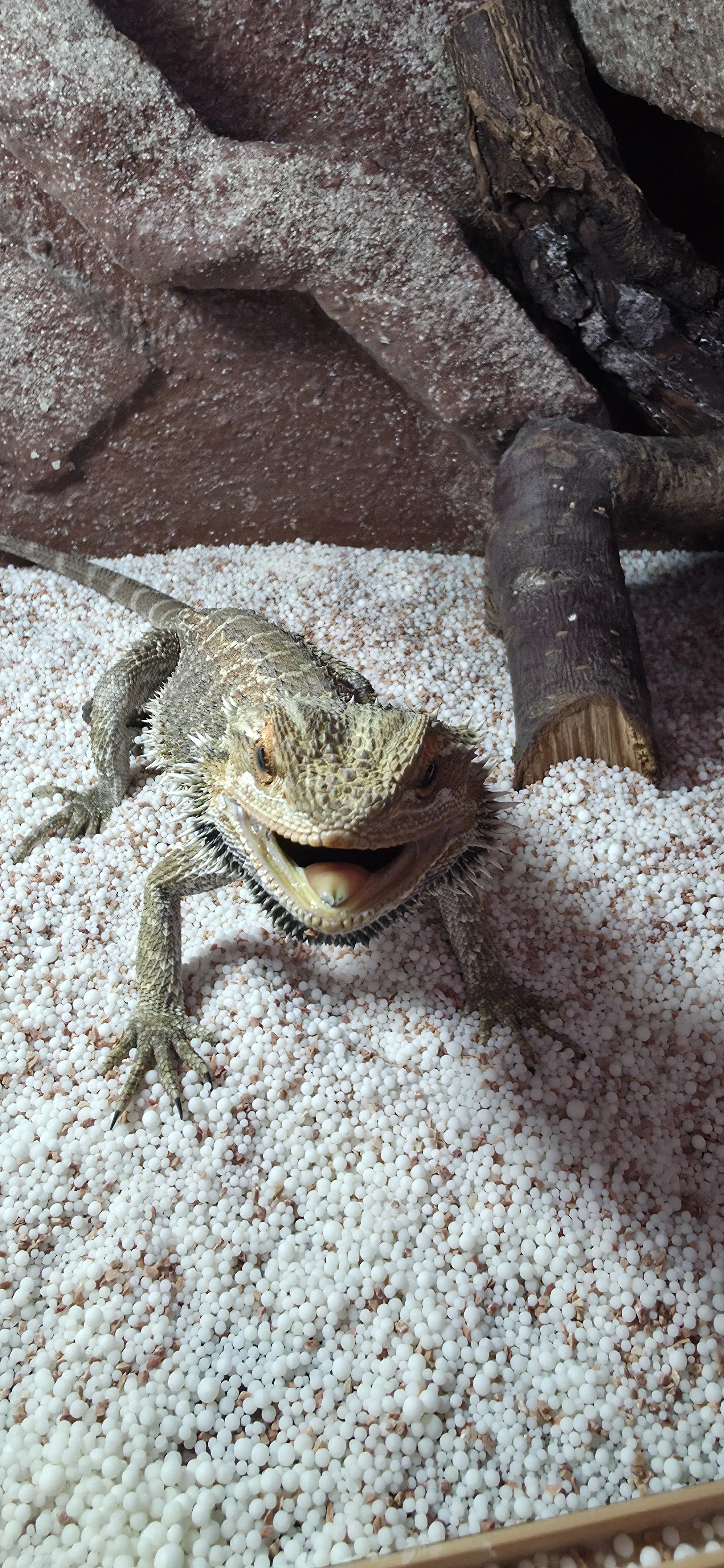 Agama vousatá  kompletně vybavené terrarium