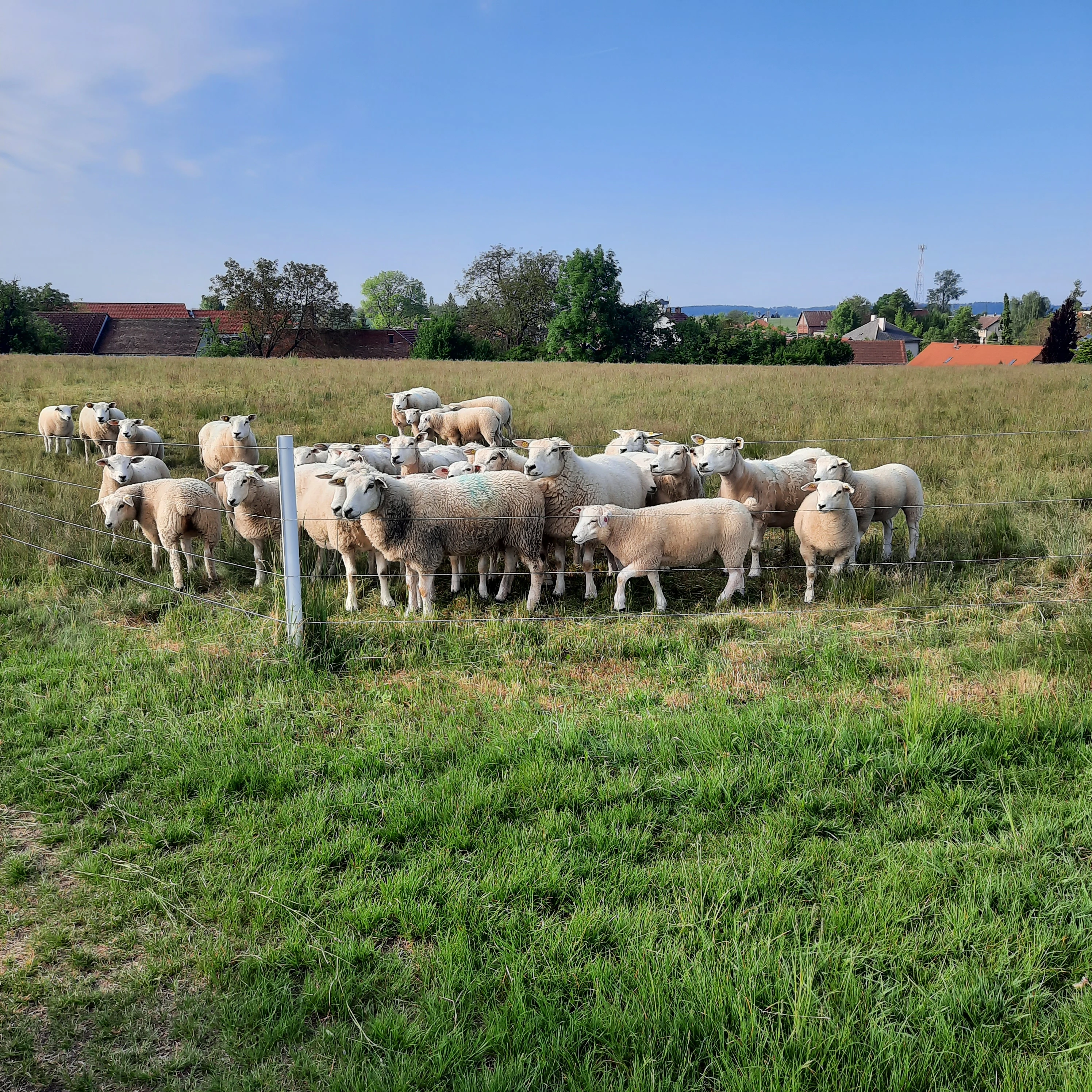 Jehničky Texel s pop