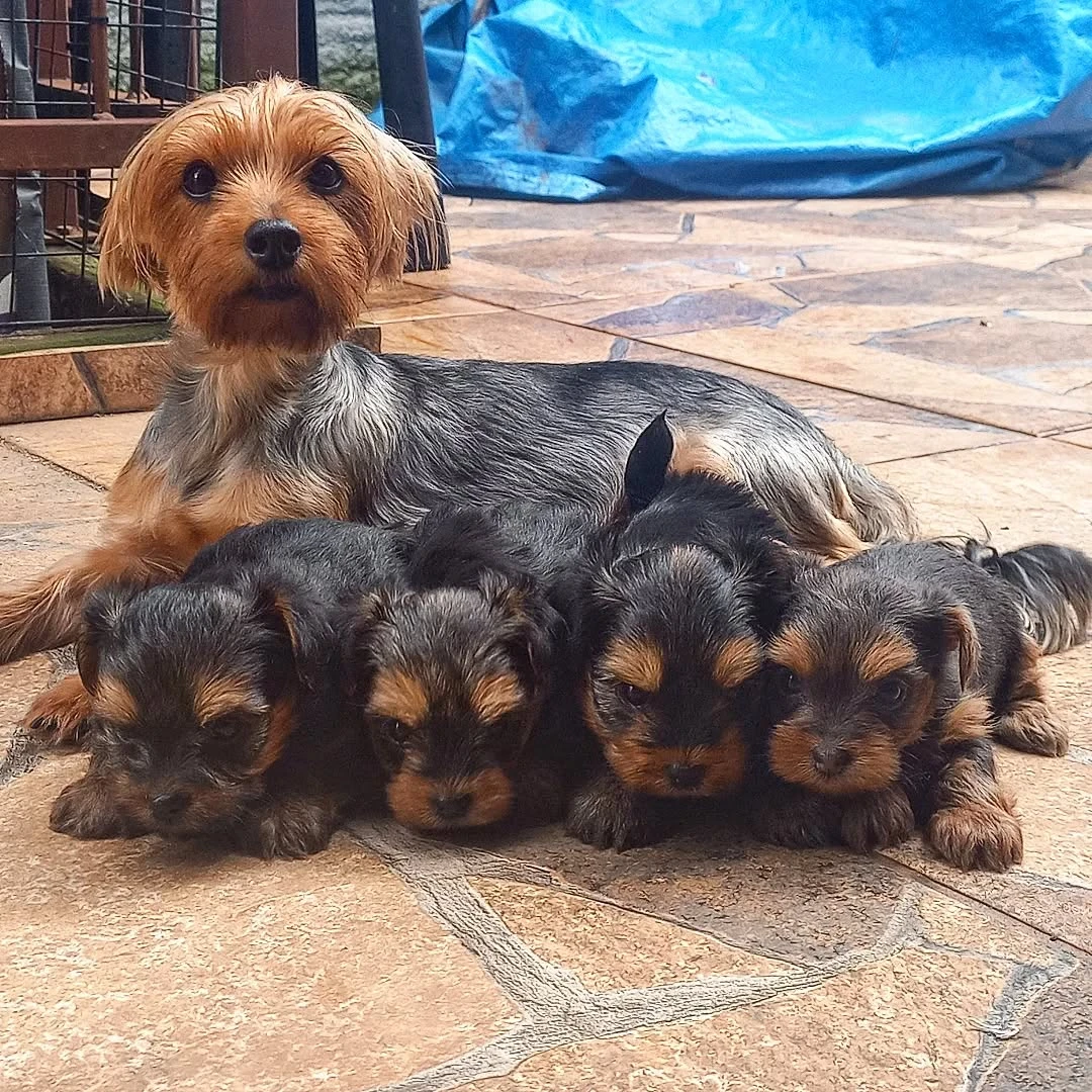 Yorkshire Terrier Puppies Available for Adoption
