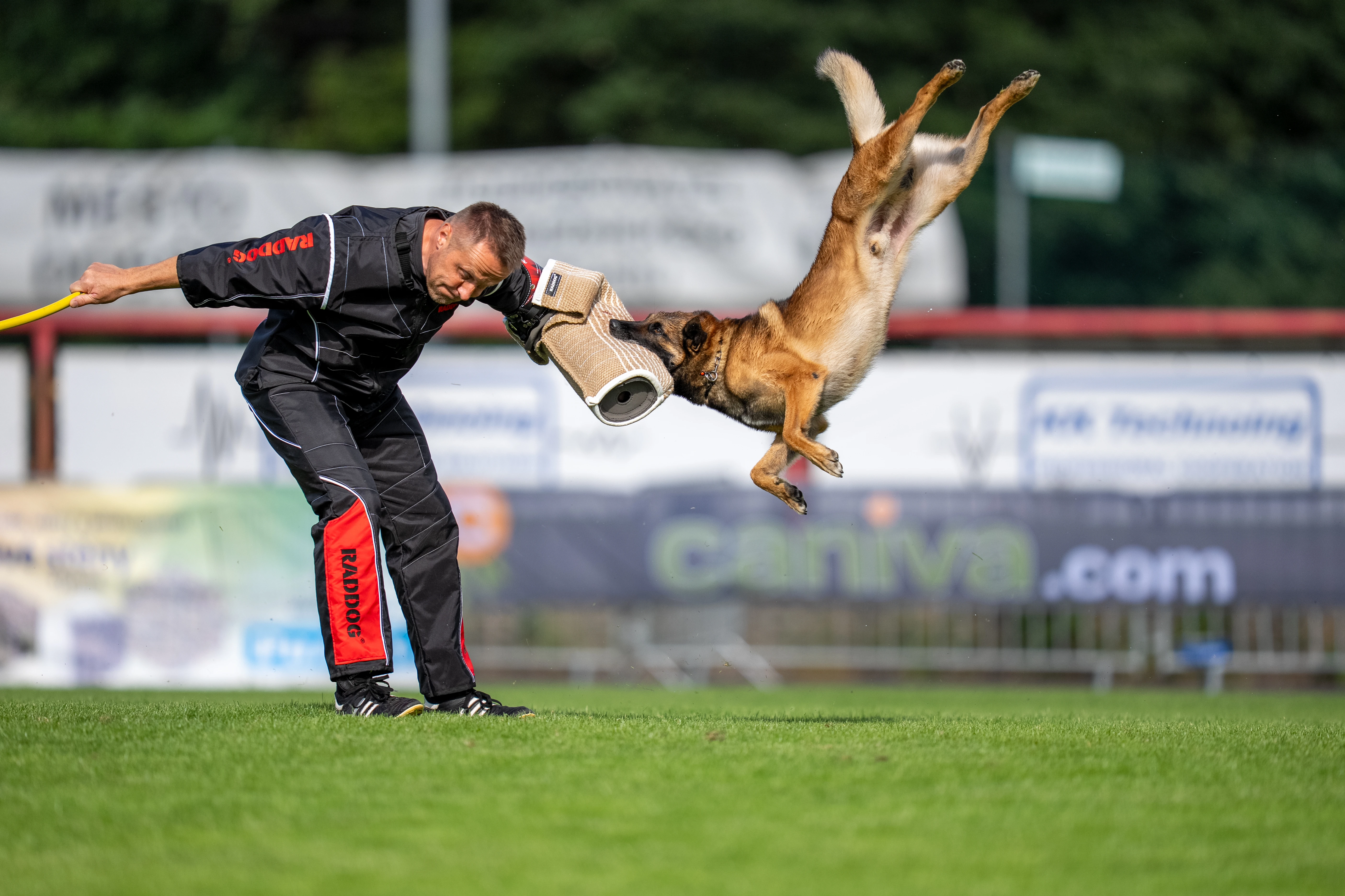 Štěňata belgického ovčáka malinois s rodokmenem