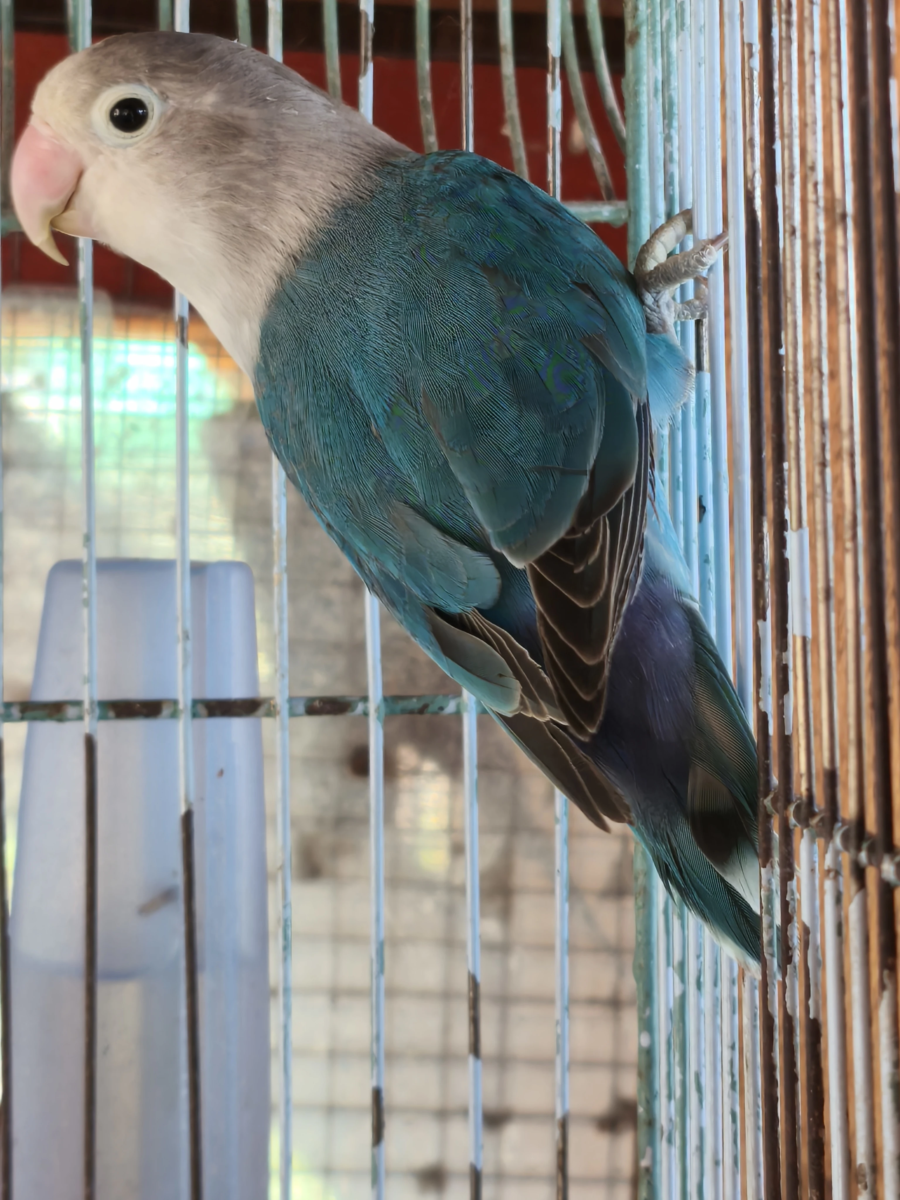 Agapurnis