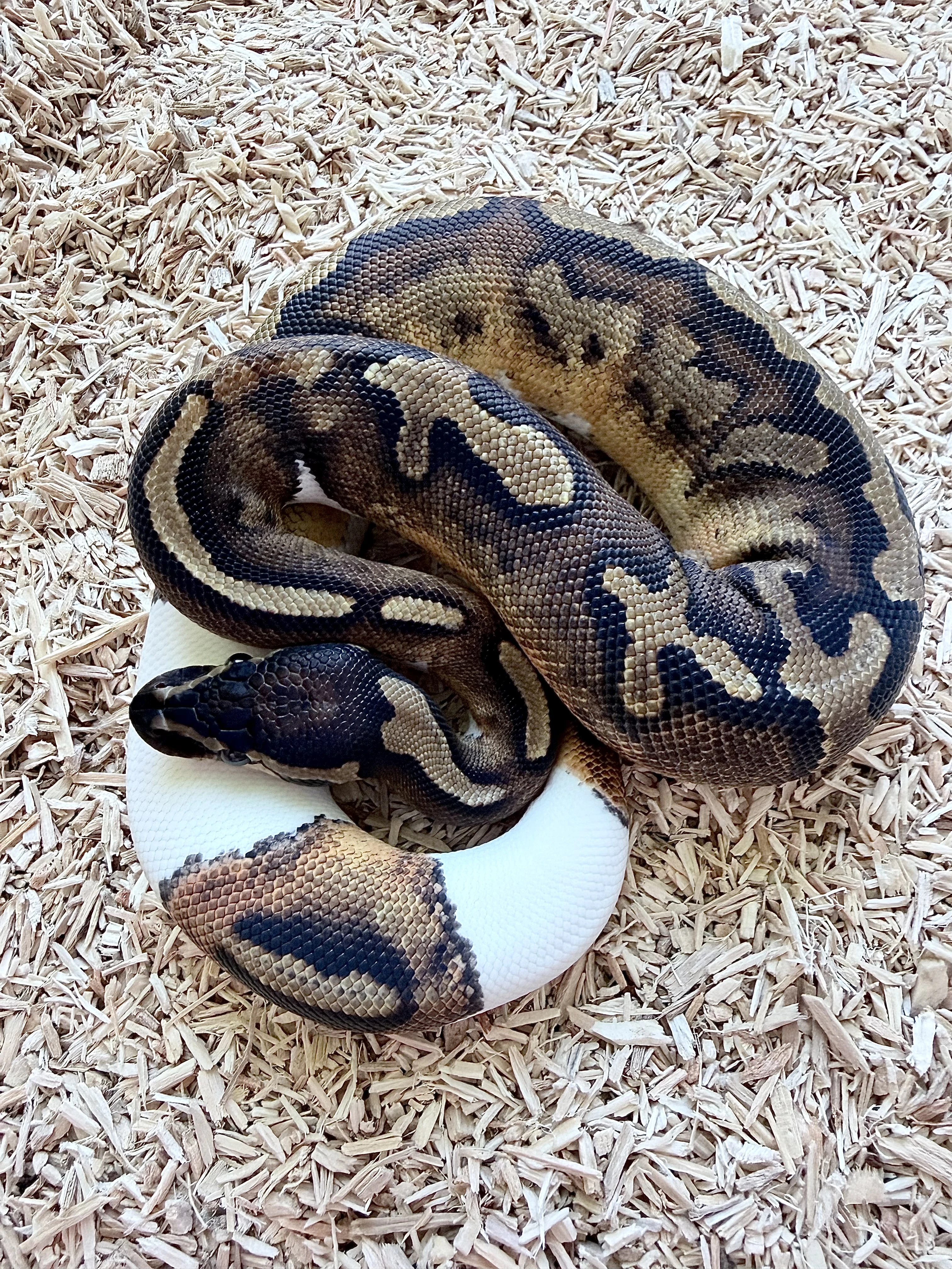 Krajta královská Black Head Pied