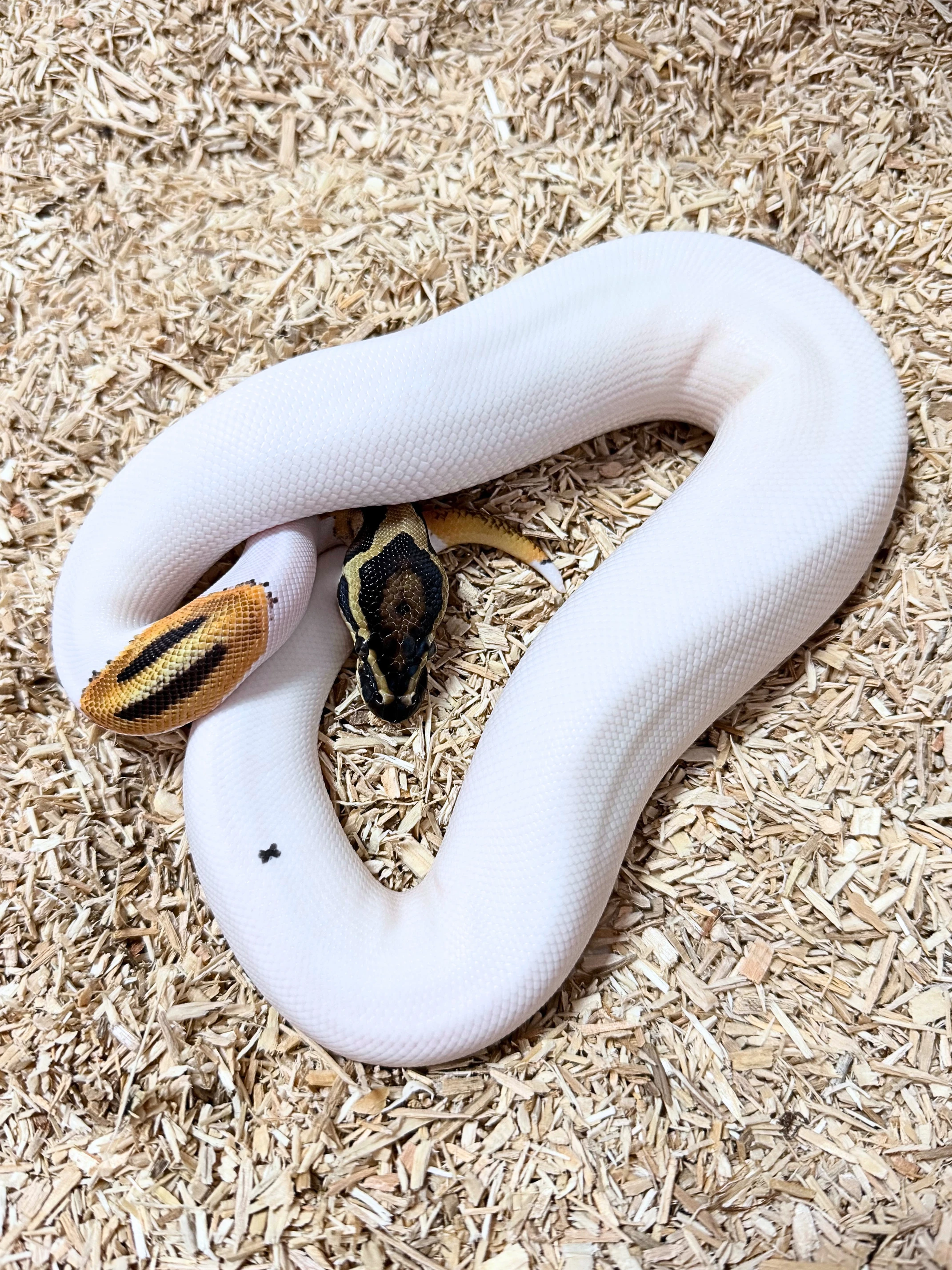 Krajta královská Super Orange Dream Pied