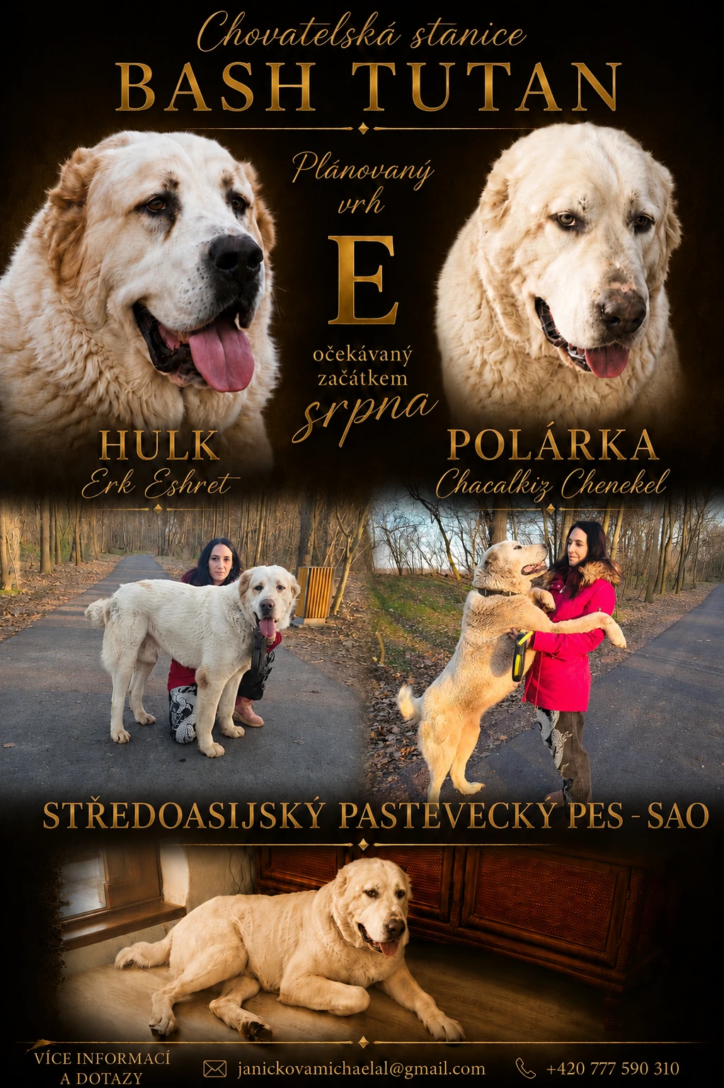 Štěňata SAO - Středoasijský Pastevecký Pes
