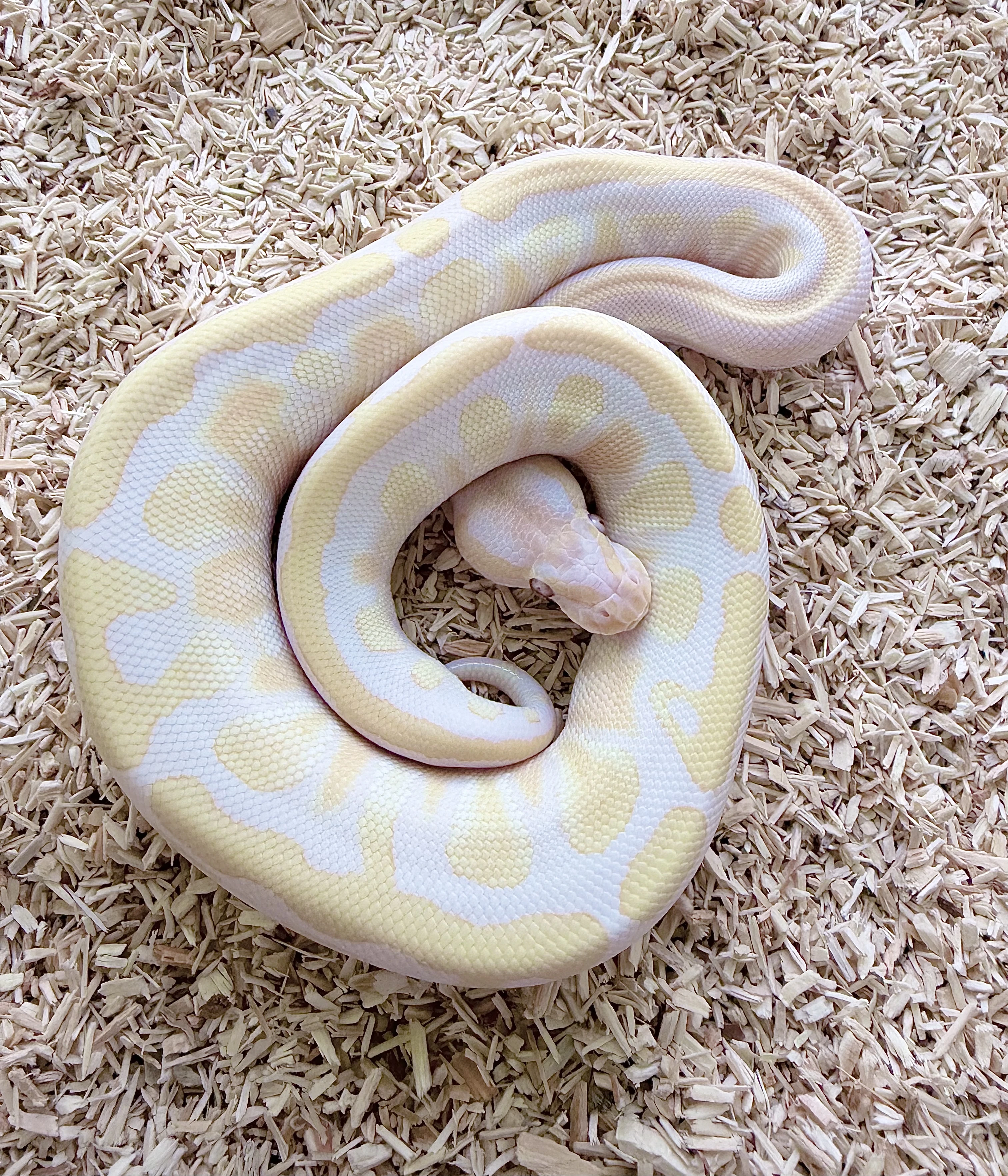 Krajta kralovska Lavender Albino