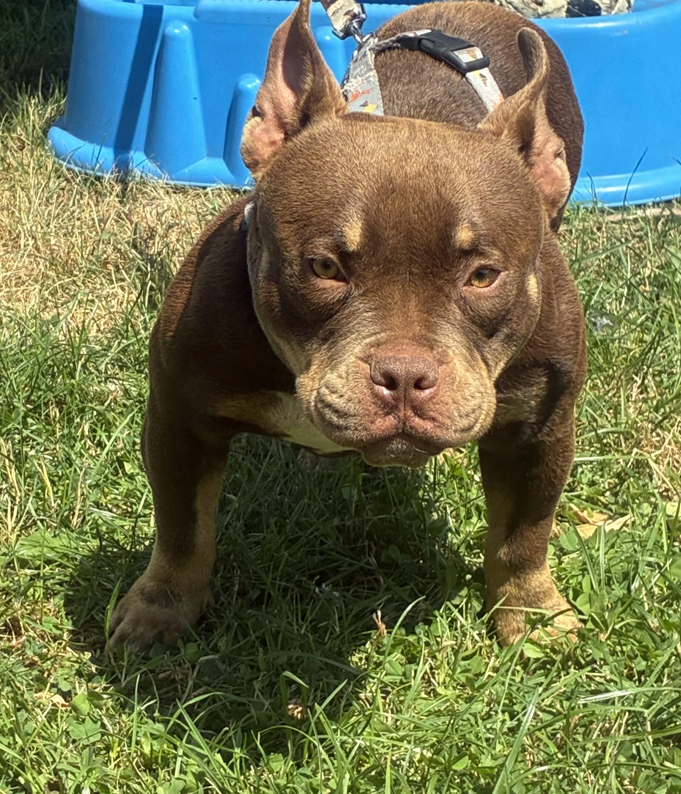 American Bully Micro