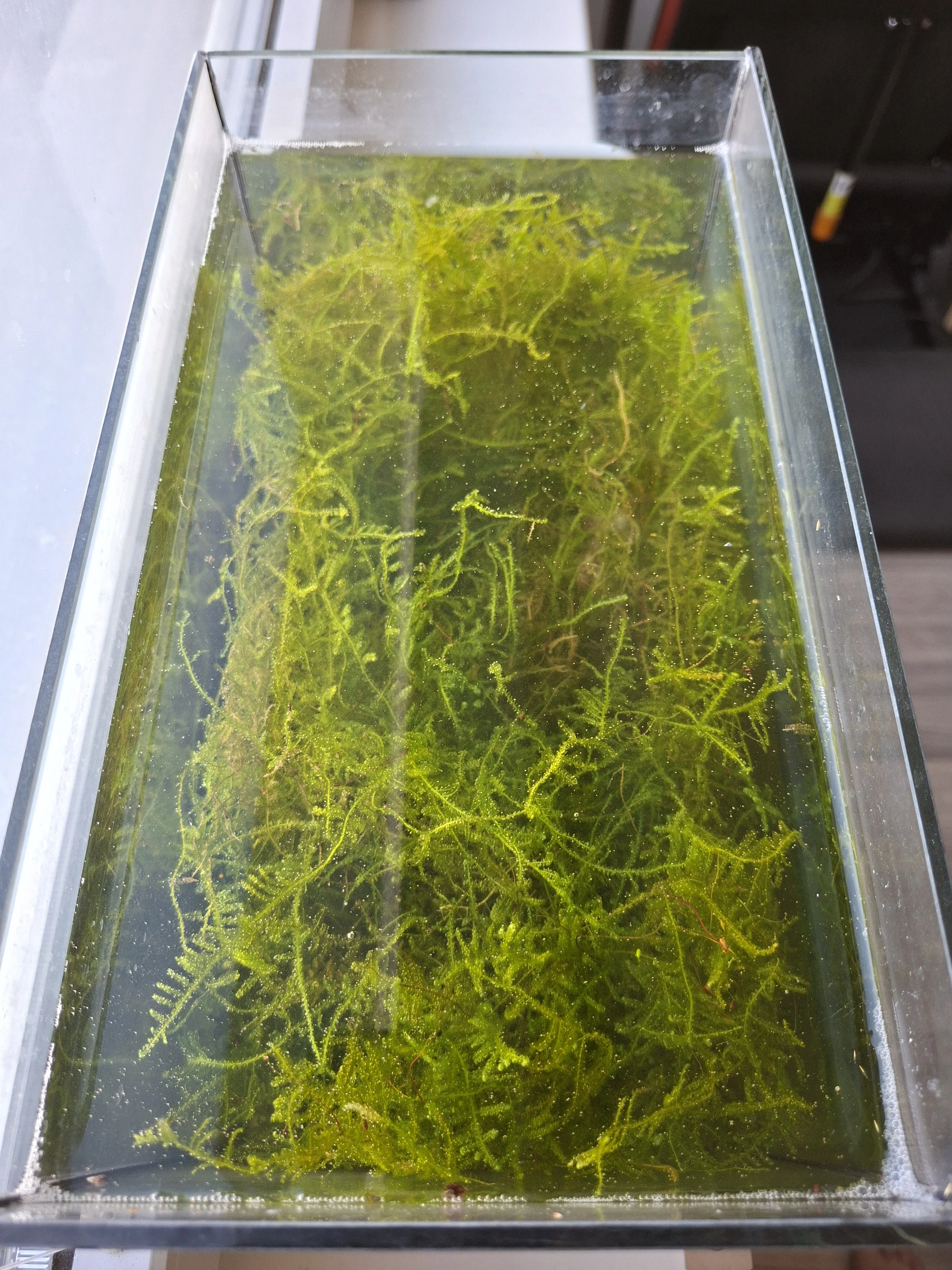 Jávský mech Taxiphyllum sp.