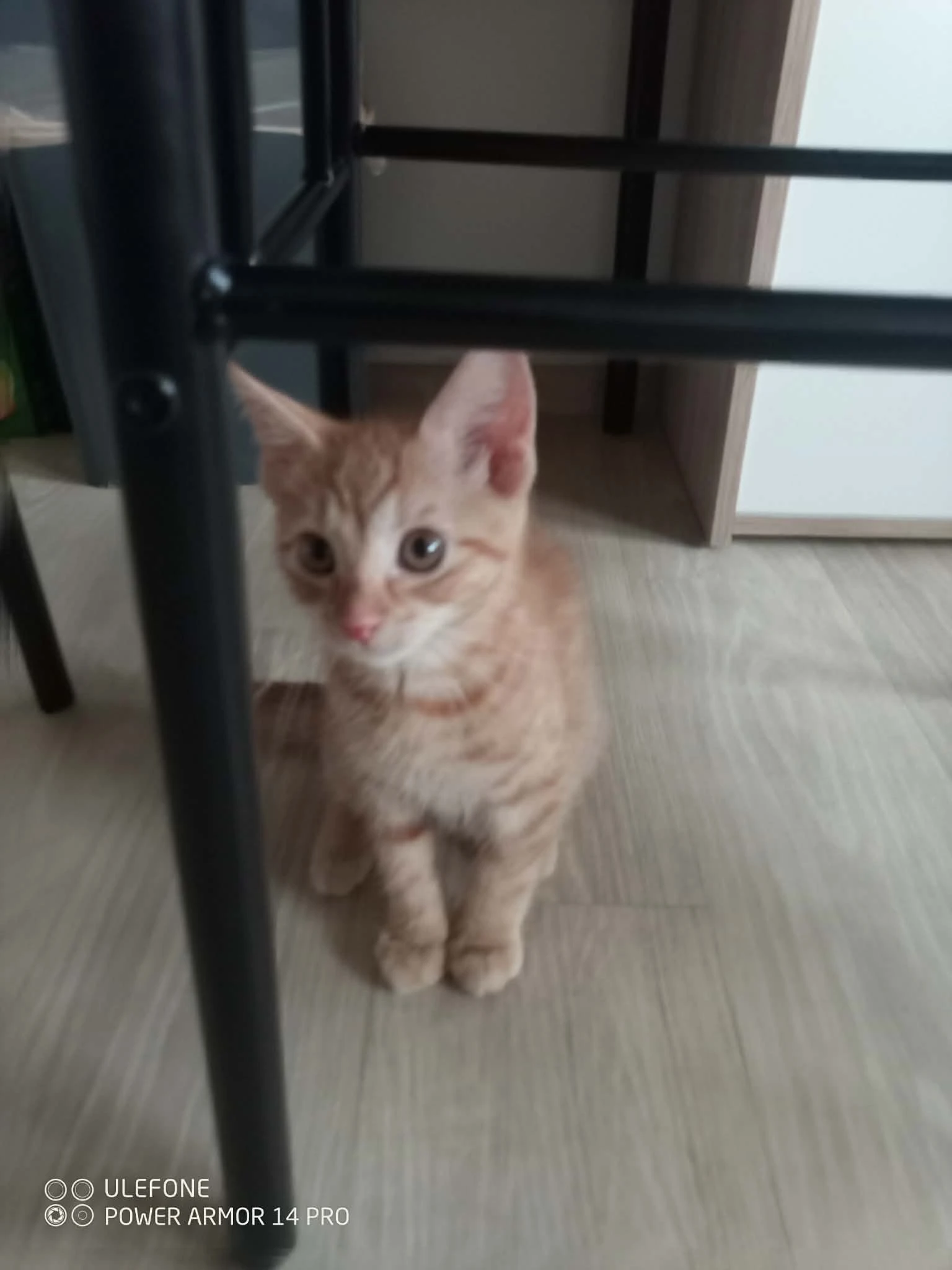 Daruji kocourka do dobrých rukou.