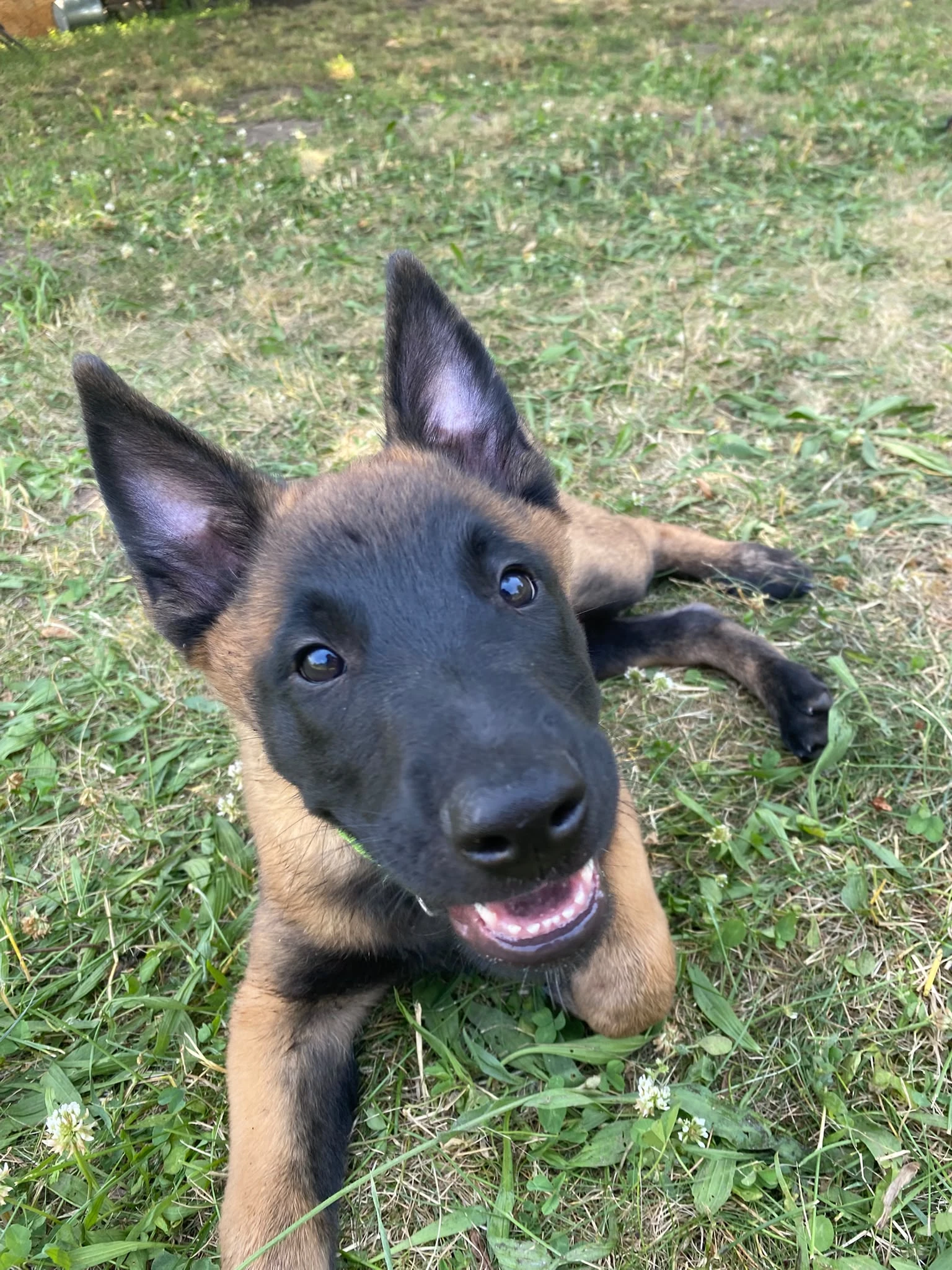 Štěňátka Belgický ovčák malinois s PP