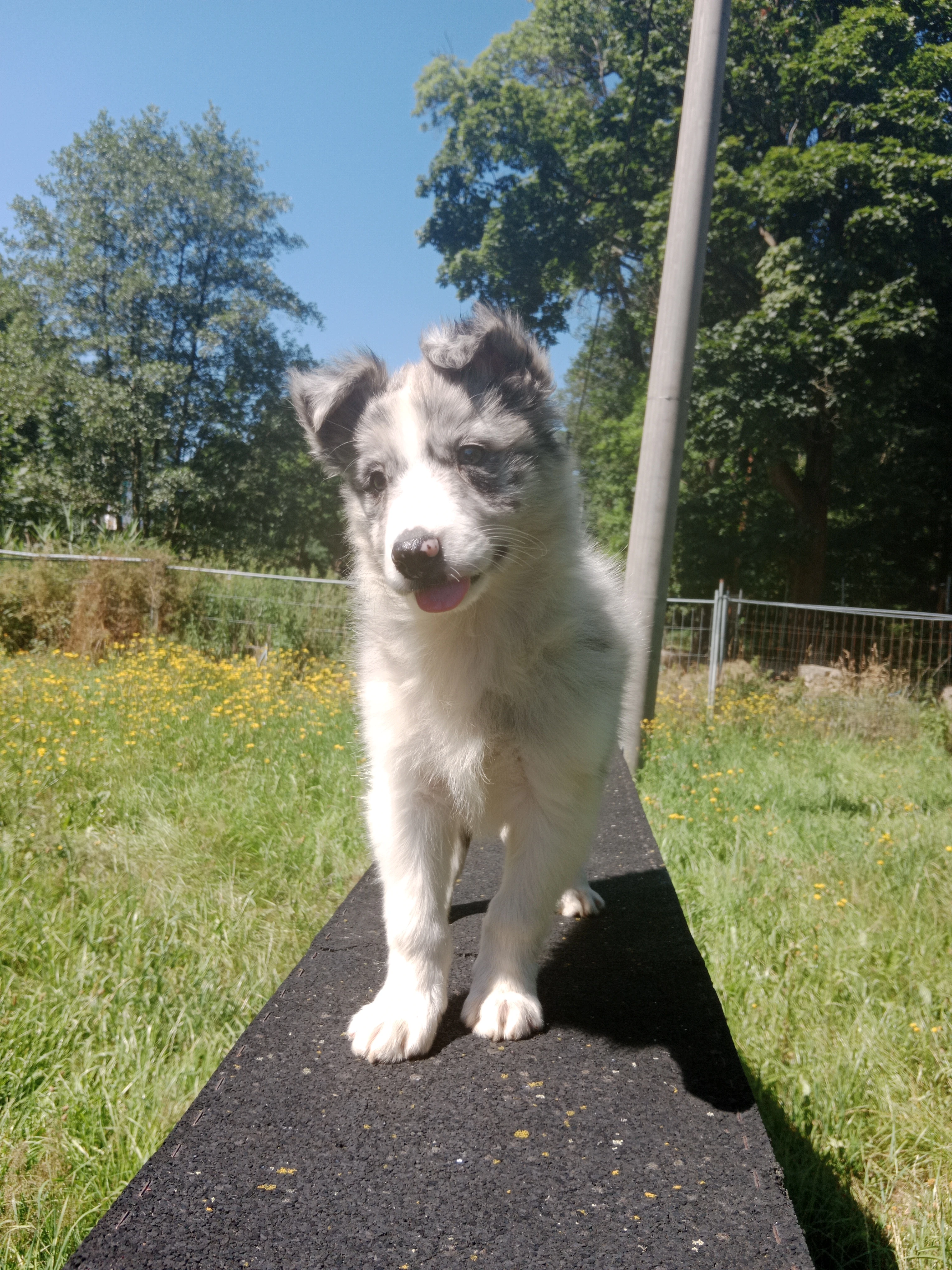 Border kolie s pp