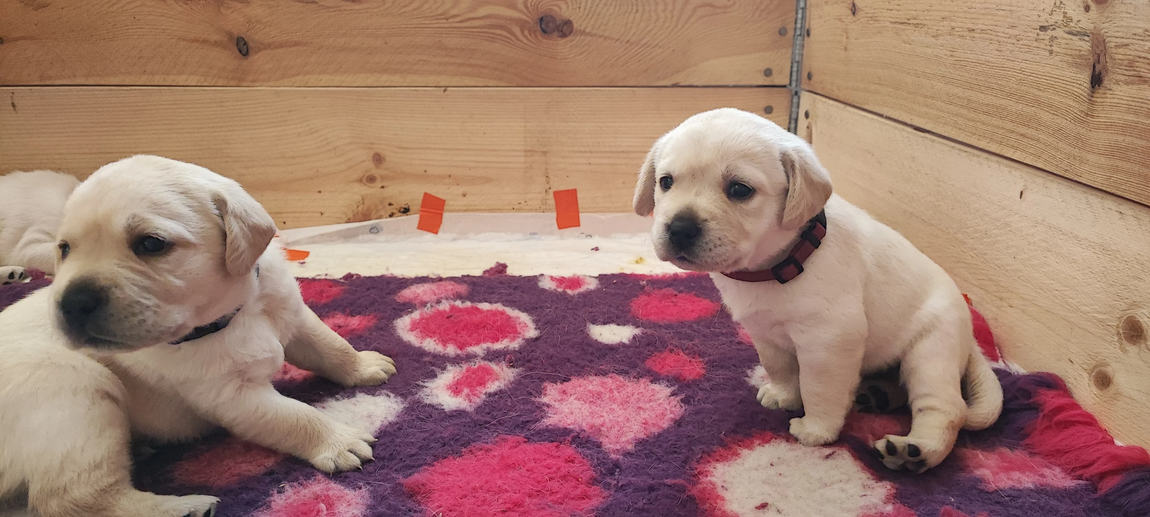 Žlutá štěňata Labradorského retrívra s PP