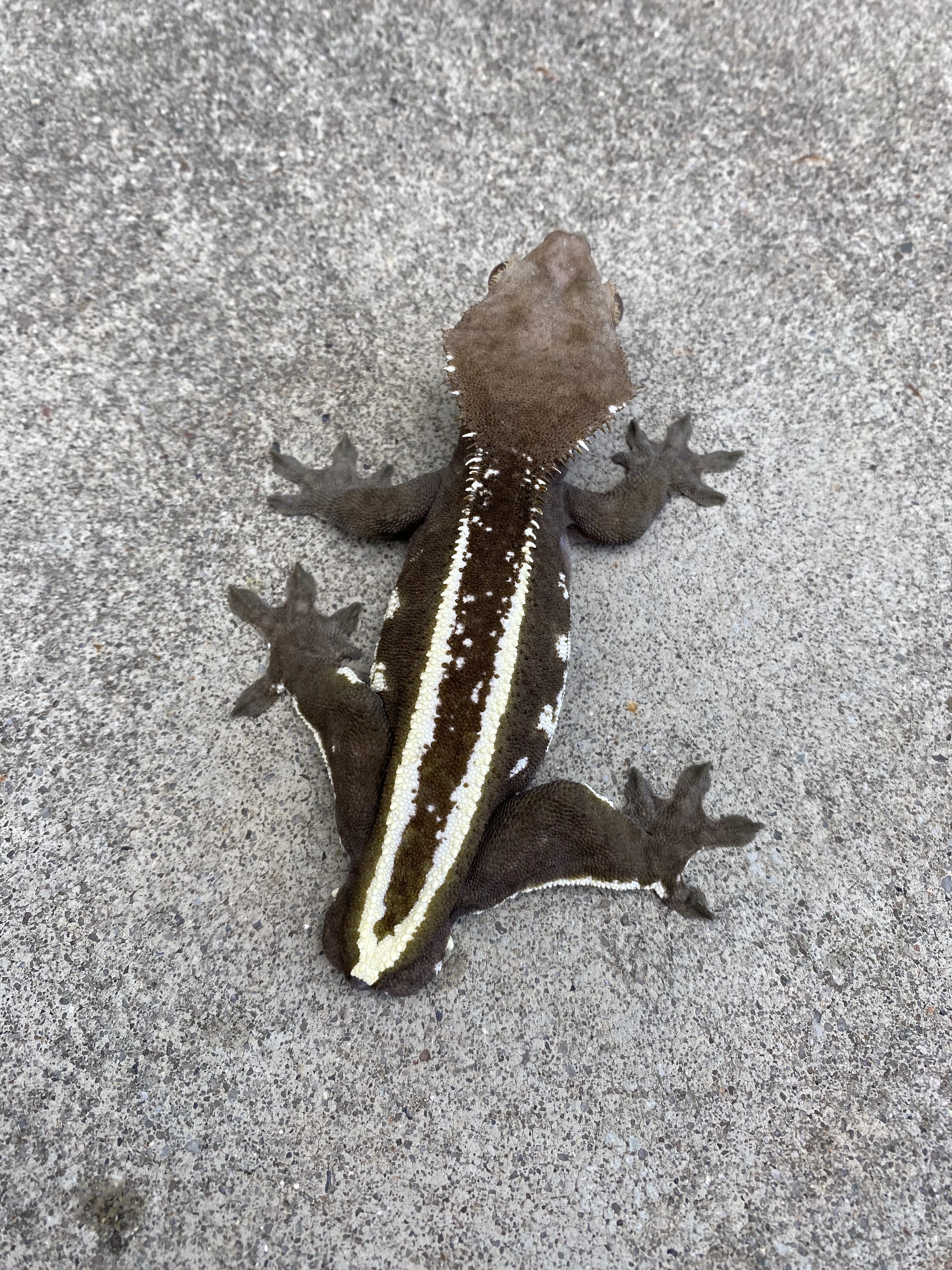 Axanthic c. Ciliatus