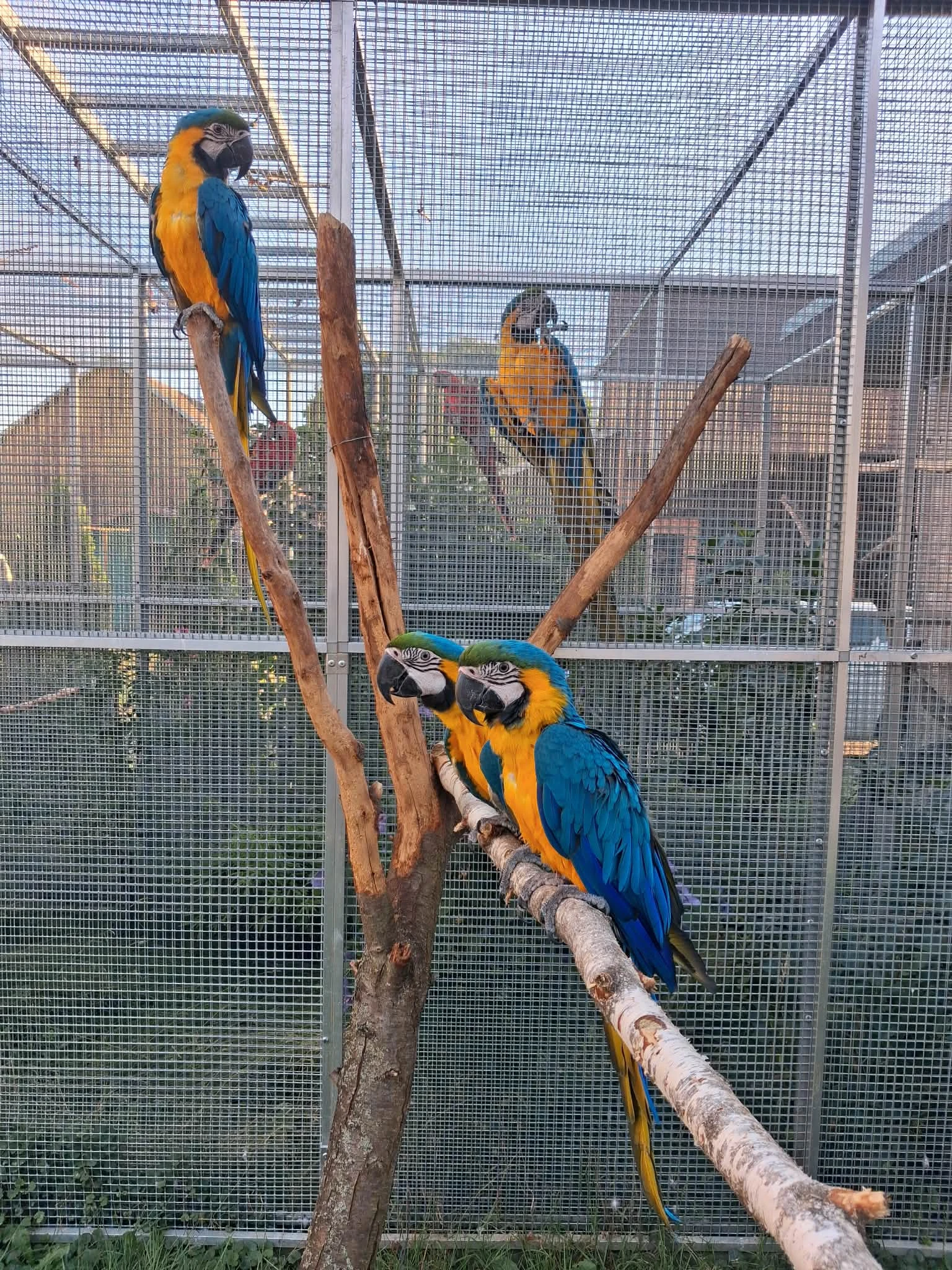 Ara ararauna