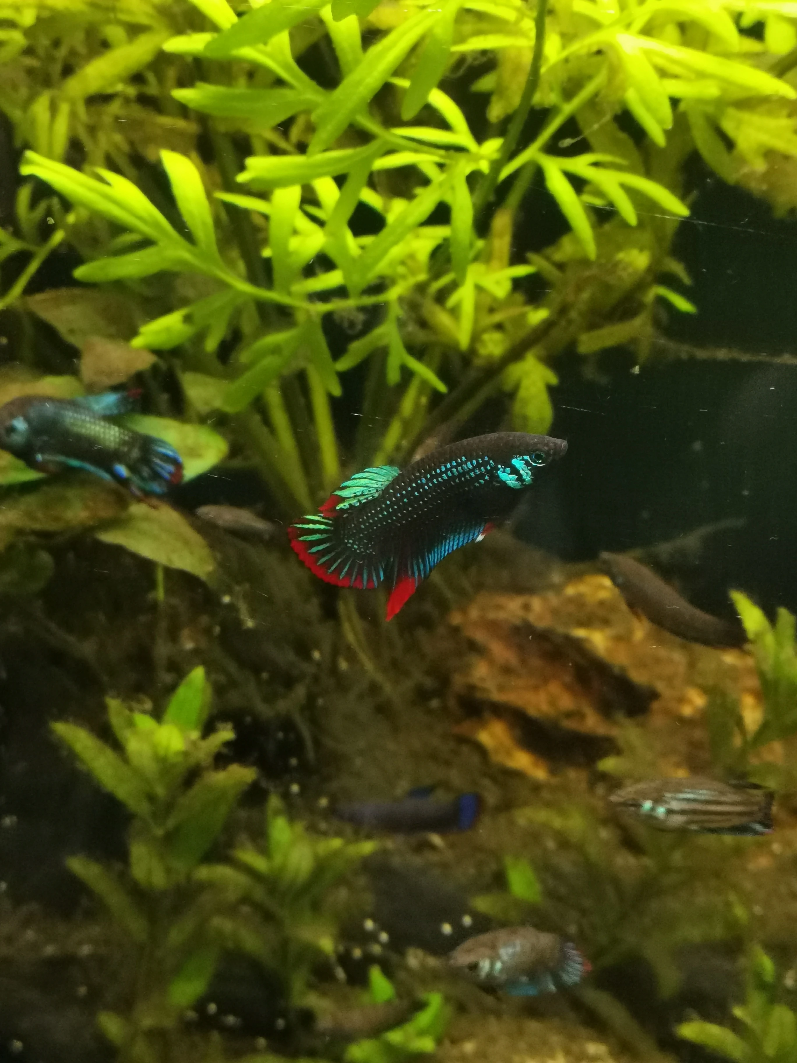 Bojovnice Nebojovná (Betta Imbellis red tail)