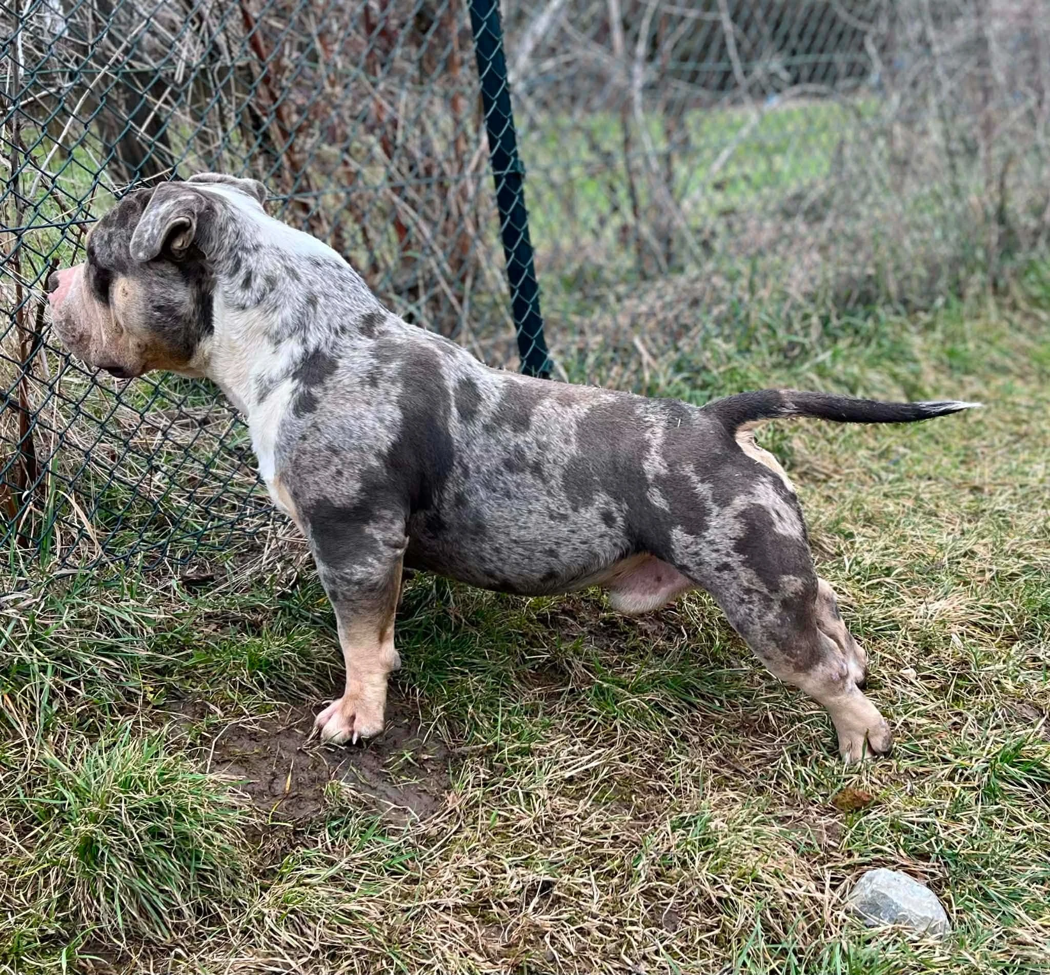 American Bully Pocket – pes a fena na prodej