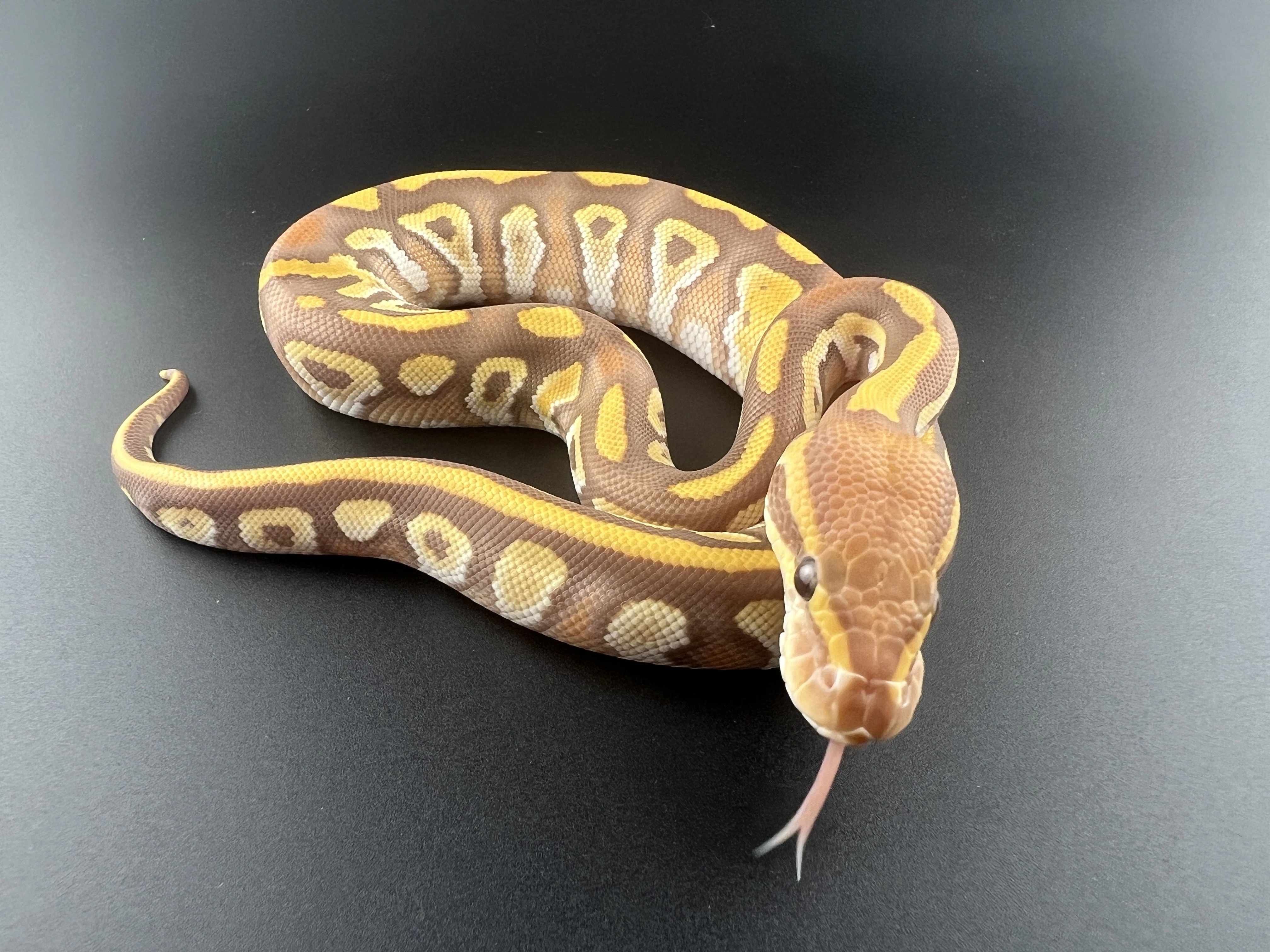 Prodám letošní mláďata krajty královské (Python regius)