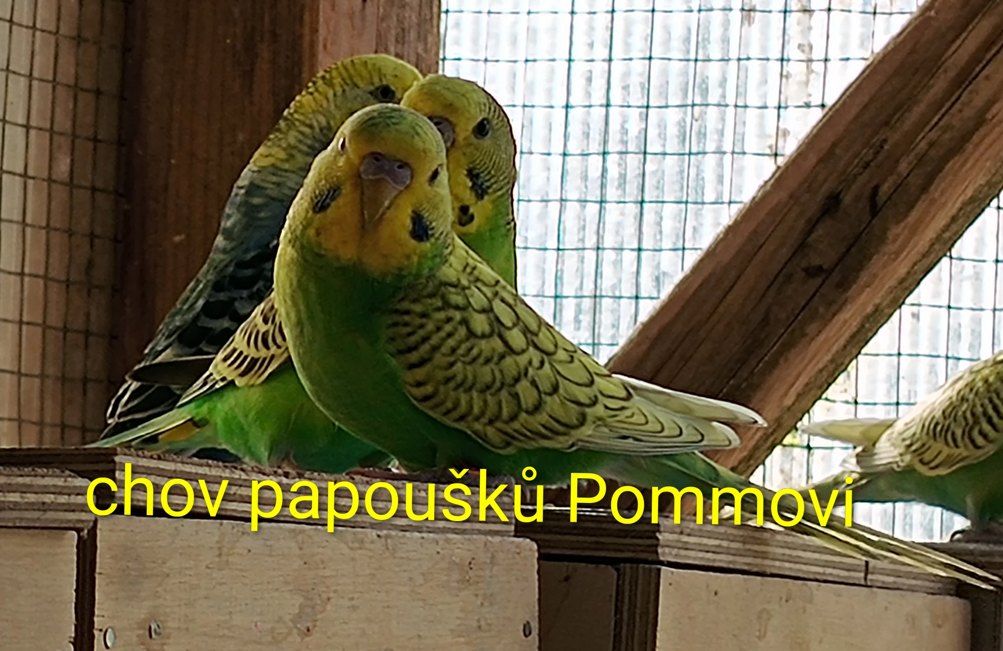 Andulka - samečci na ochočení i do chovu